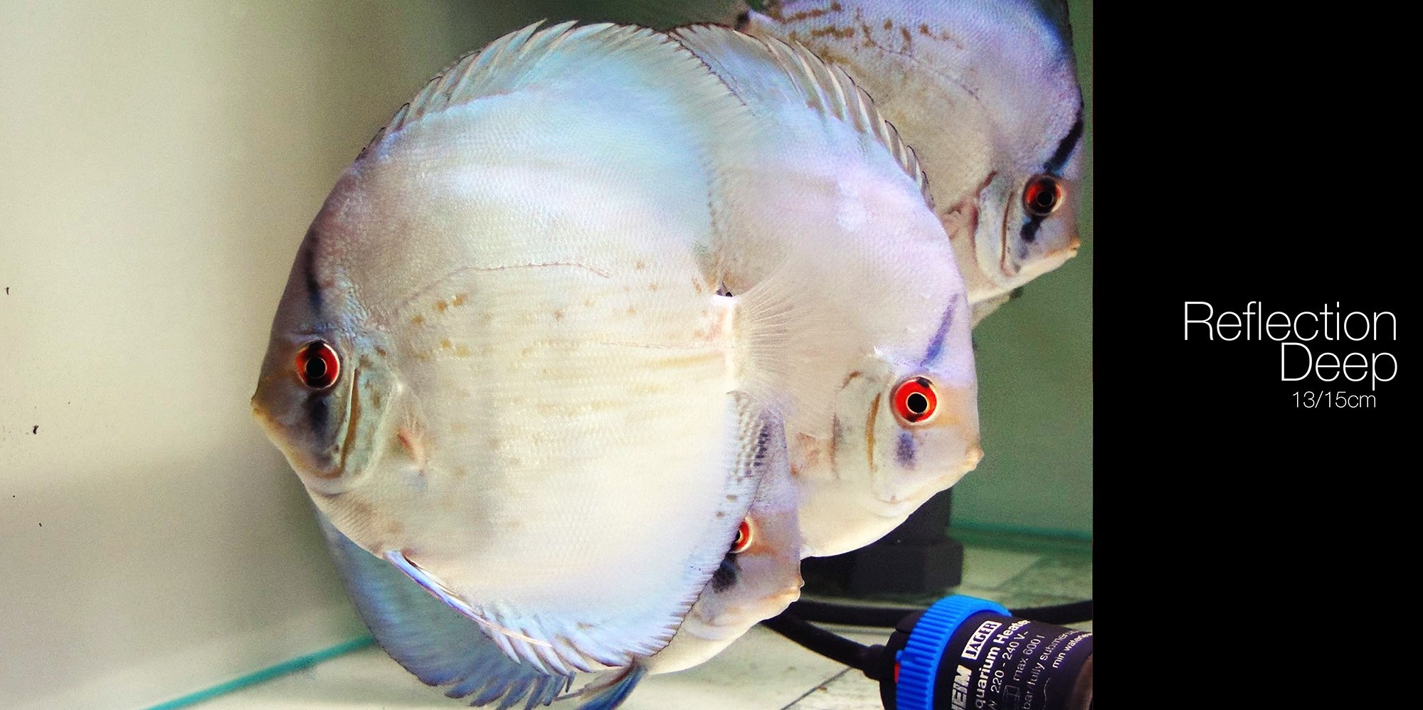Discus Fish Reflection Deep 13/15cm HD Wallpaper