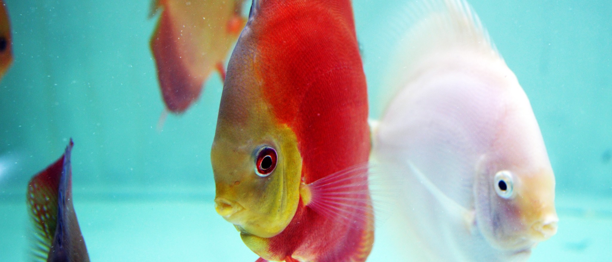 Close up of discus fish in aquarium HD Wallpaper