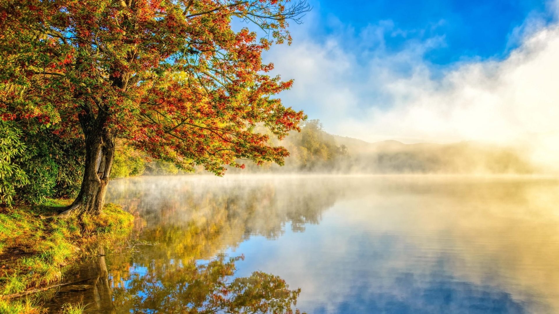 Autumn tree reflecting in misty lake at sunrise HD Wallpaper
