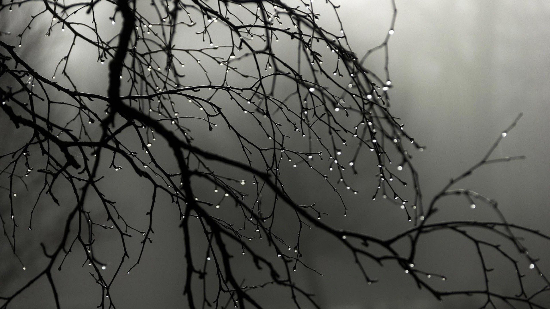 Monochrome branches with water drops in mist HD Wallpaper