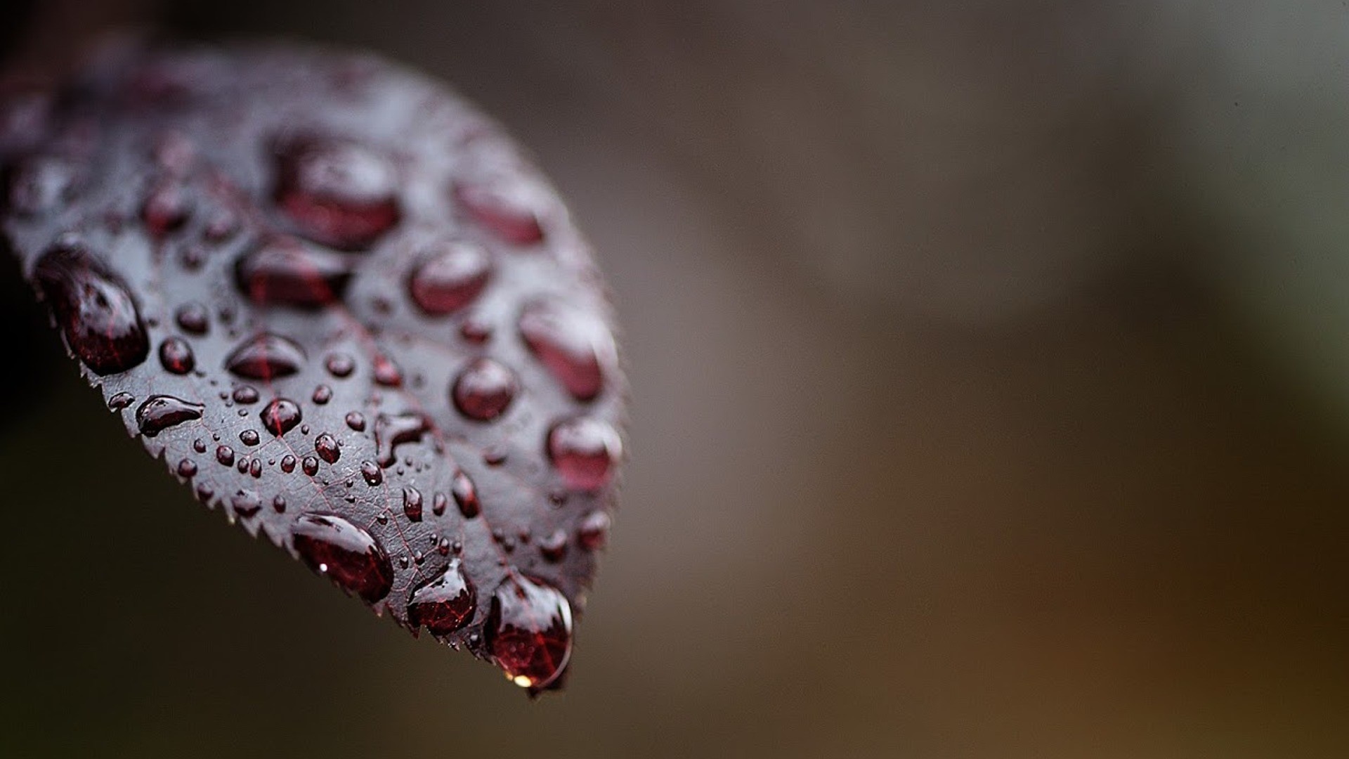 Macro photography of water drops on a dark red leaf HD Wallpaper