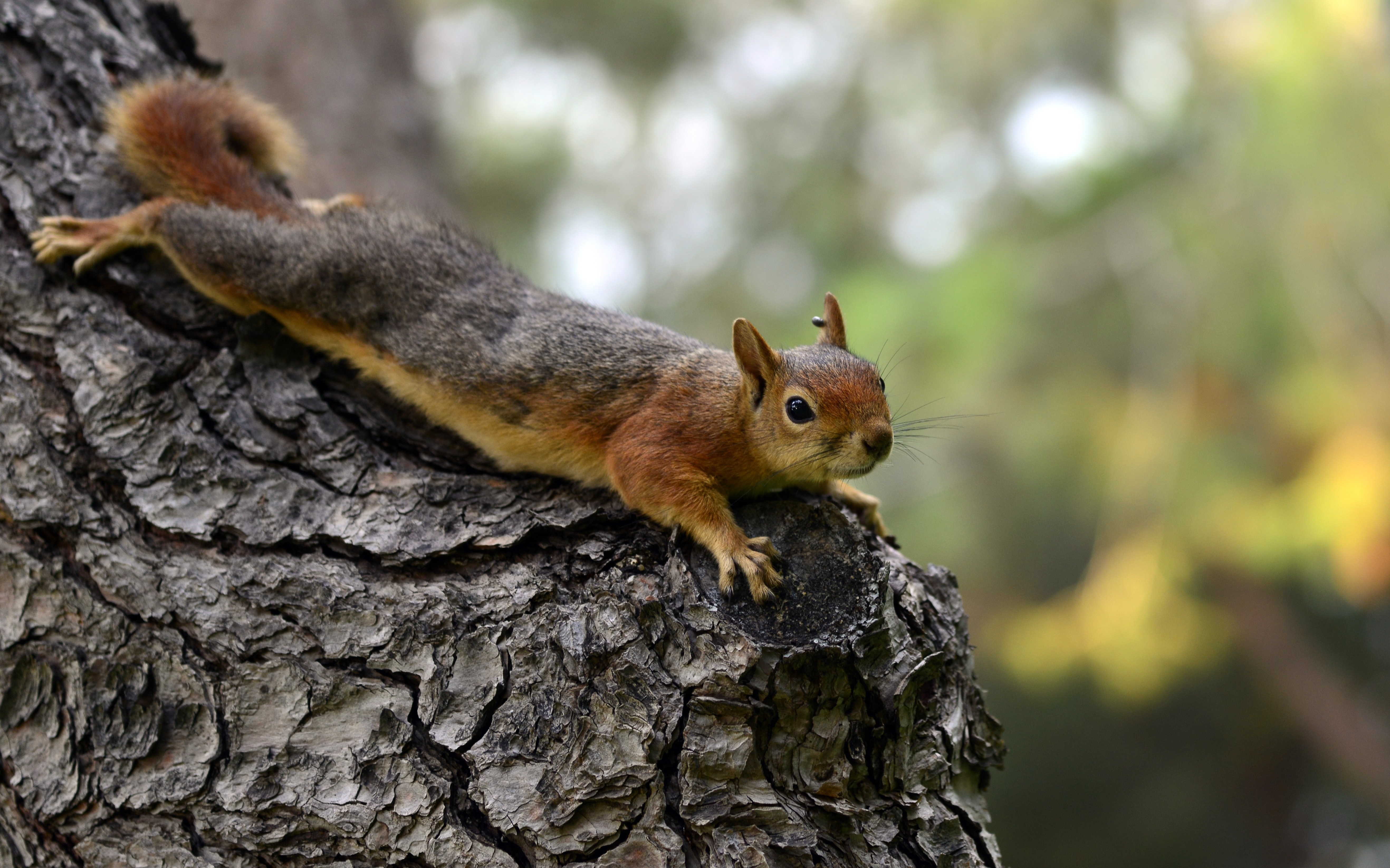 Squirrel on a tree branch in nature HD Wallpaper