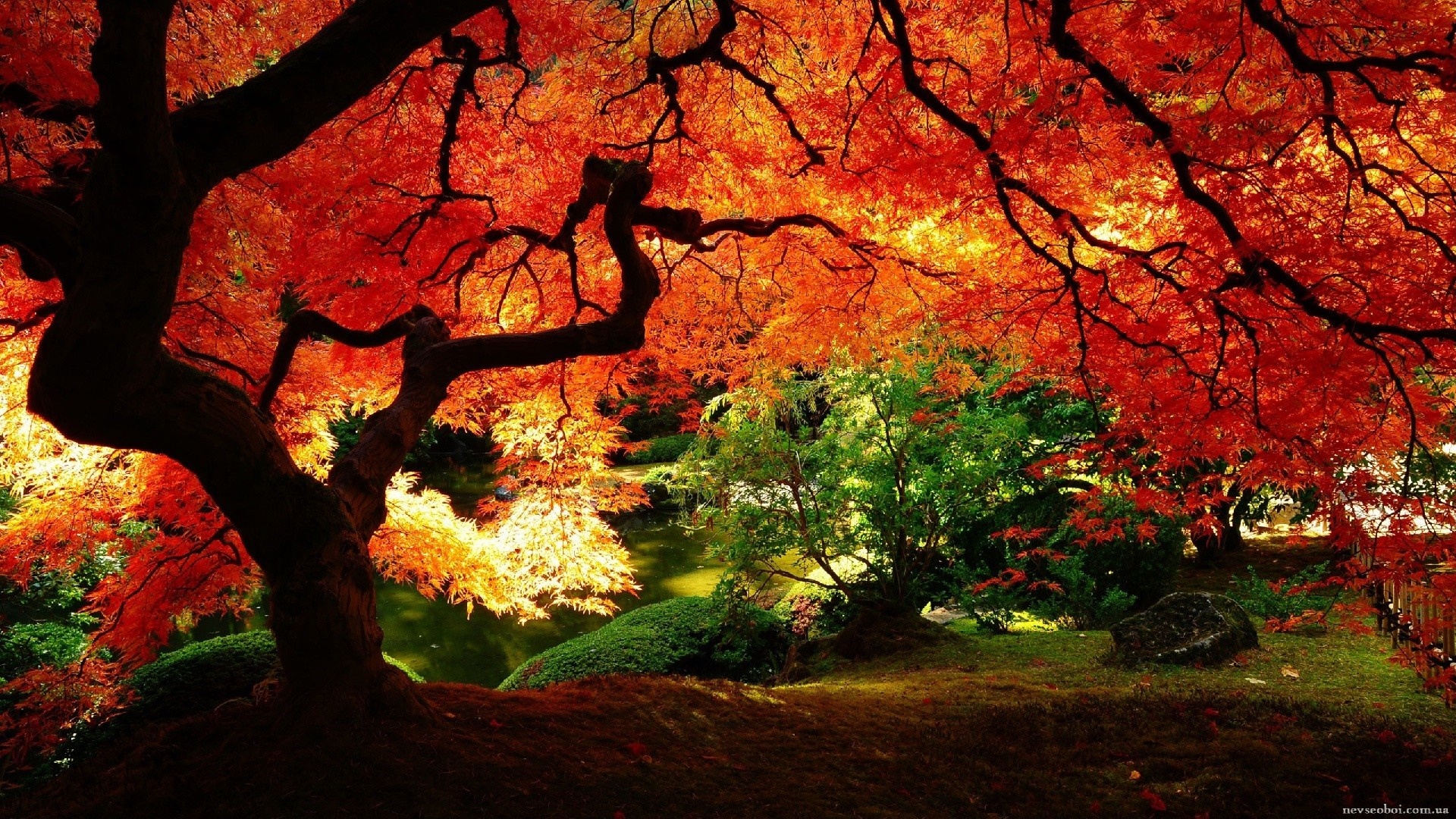 Autumn maple tree in a Japanese garden HD Wallpaper