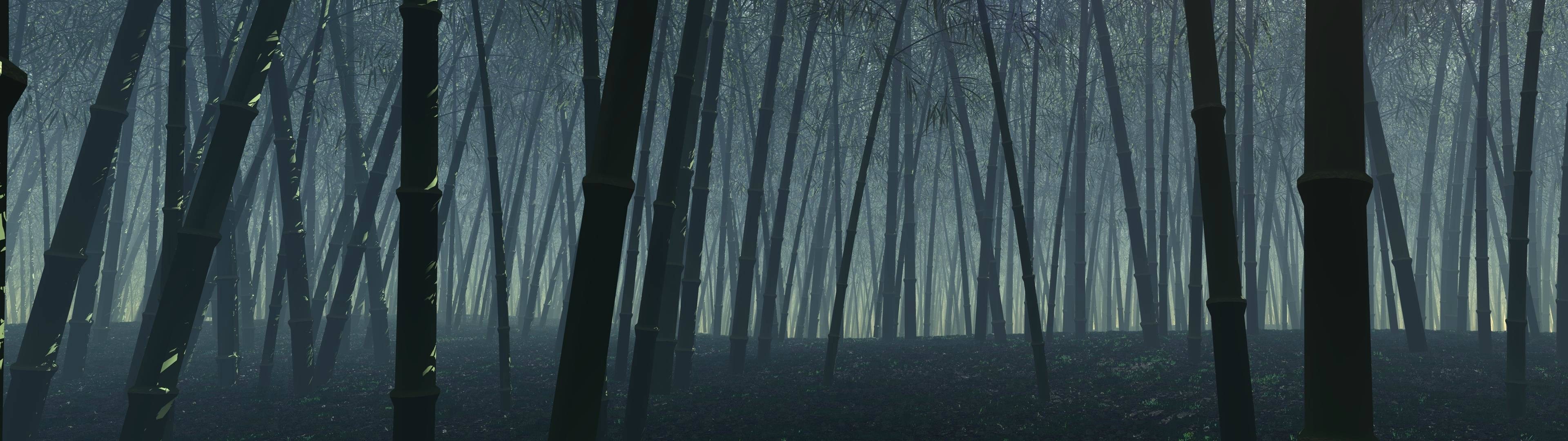 Misty bamboo forest with sunlight HD Wallpaper