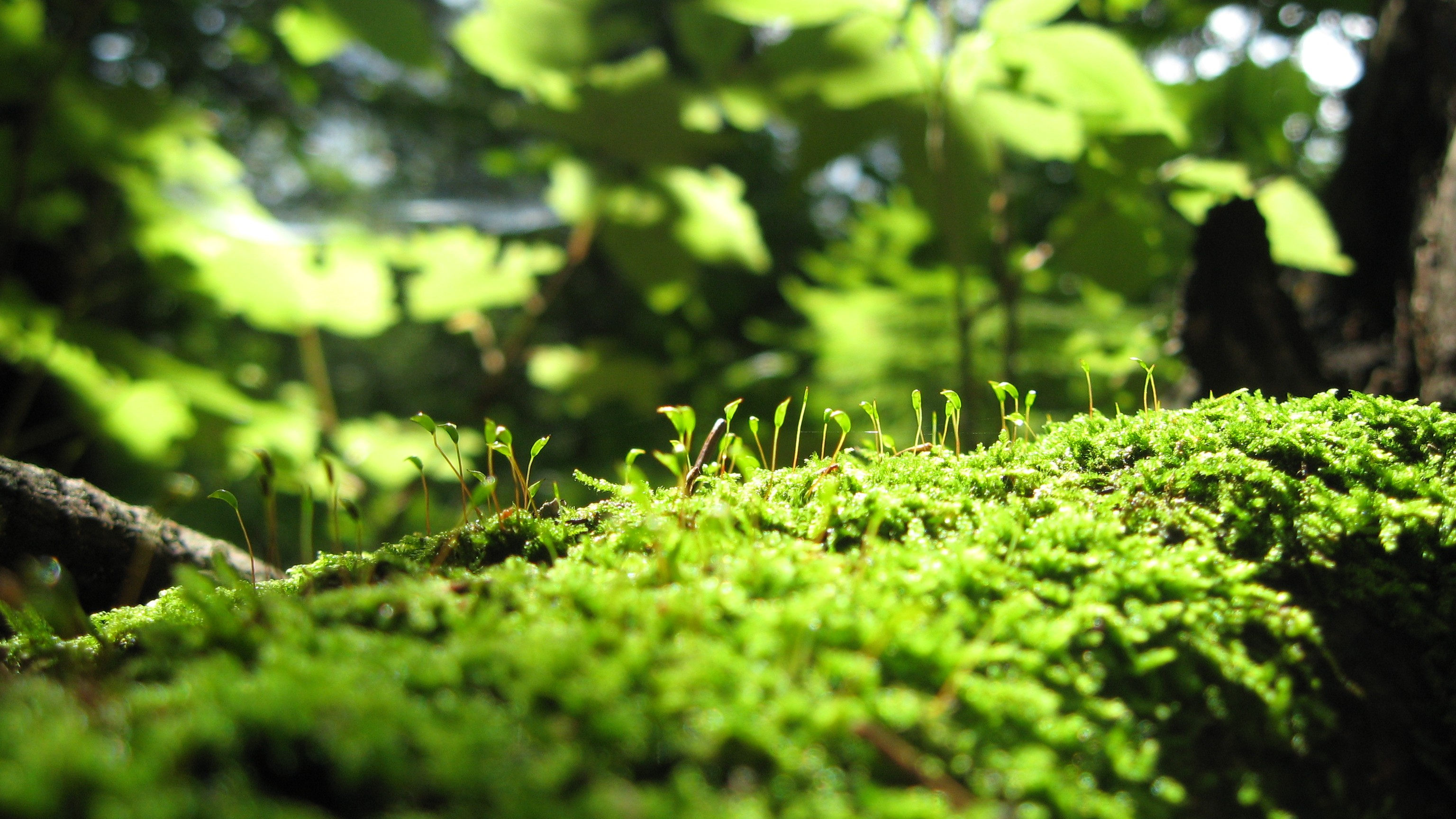 Moss growing on a tree branch in a forest HD Wallpaper