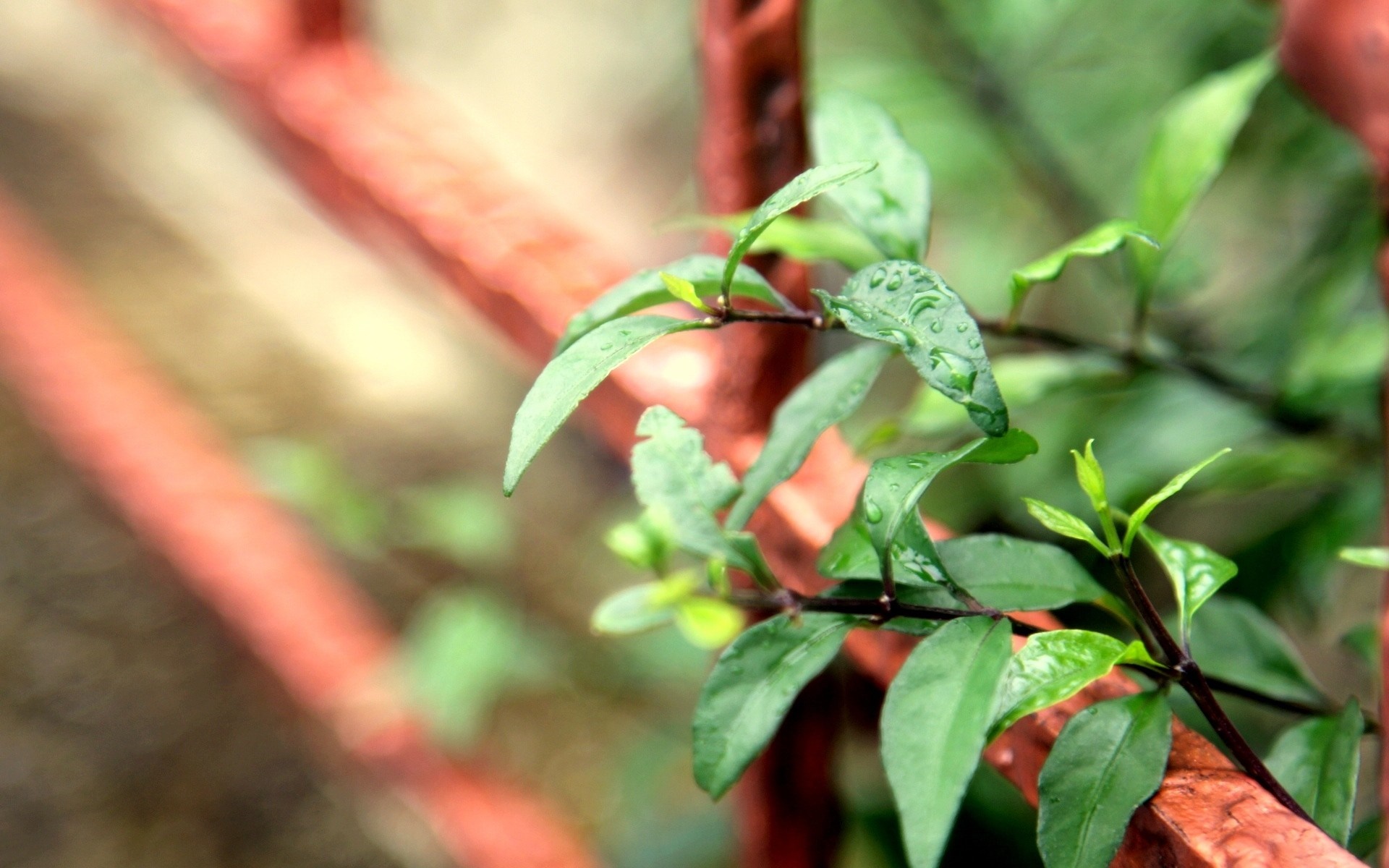 Green leaves with water droplets on a red fence HD Wallpaper