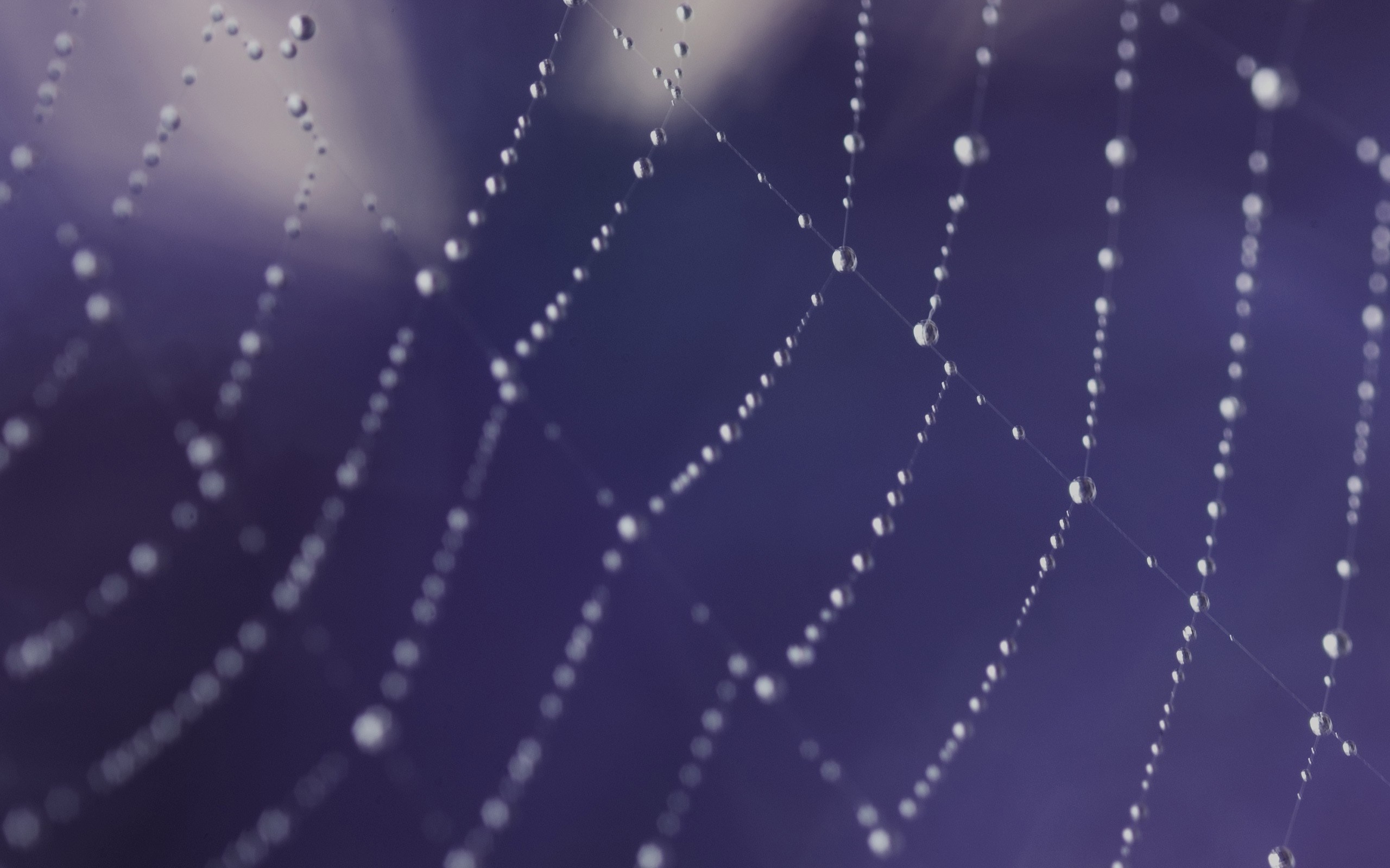 Close-up of a spider web with water droplets HD Wallpaper