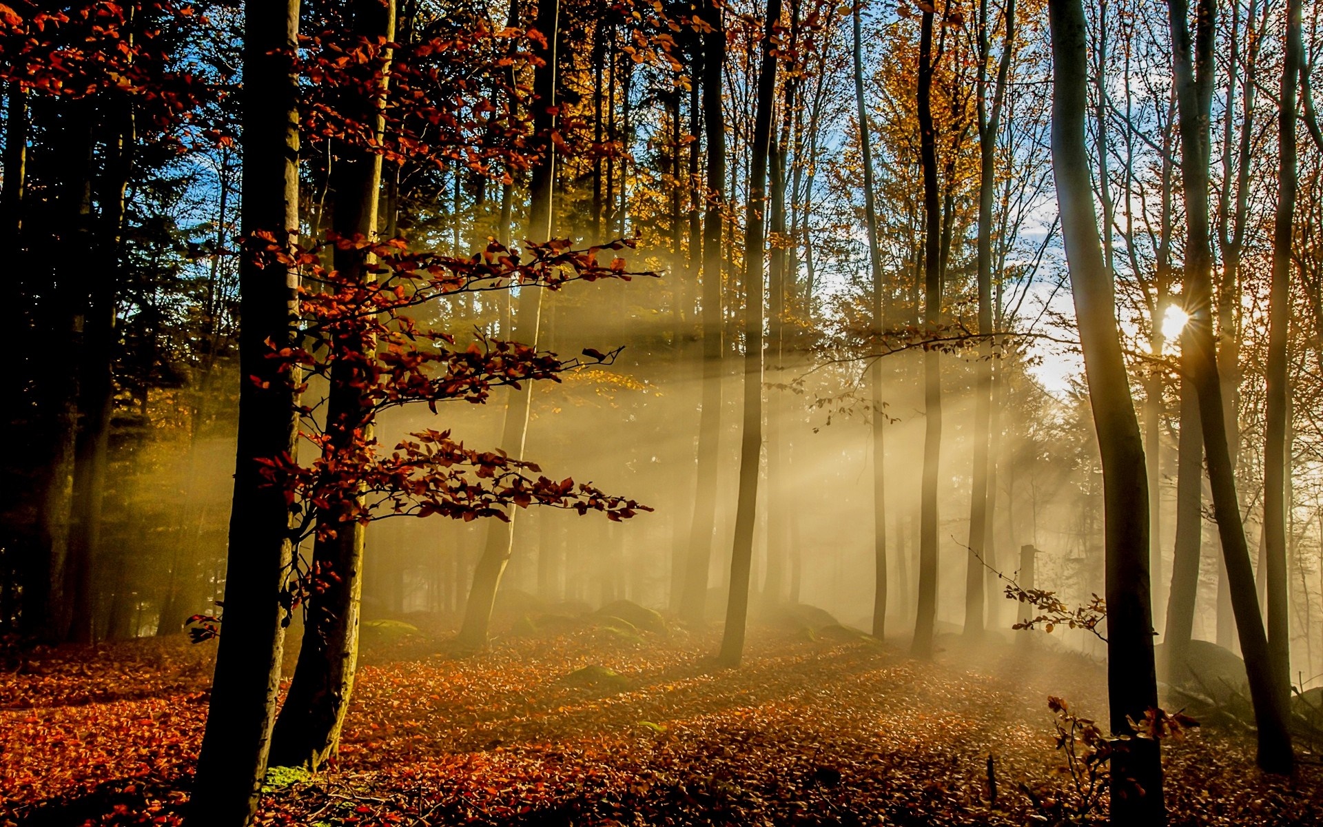 Sunlight filtering through trees in an autumn forest HD Wallpaper