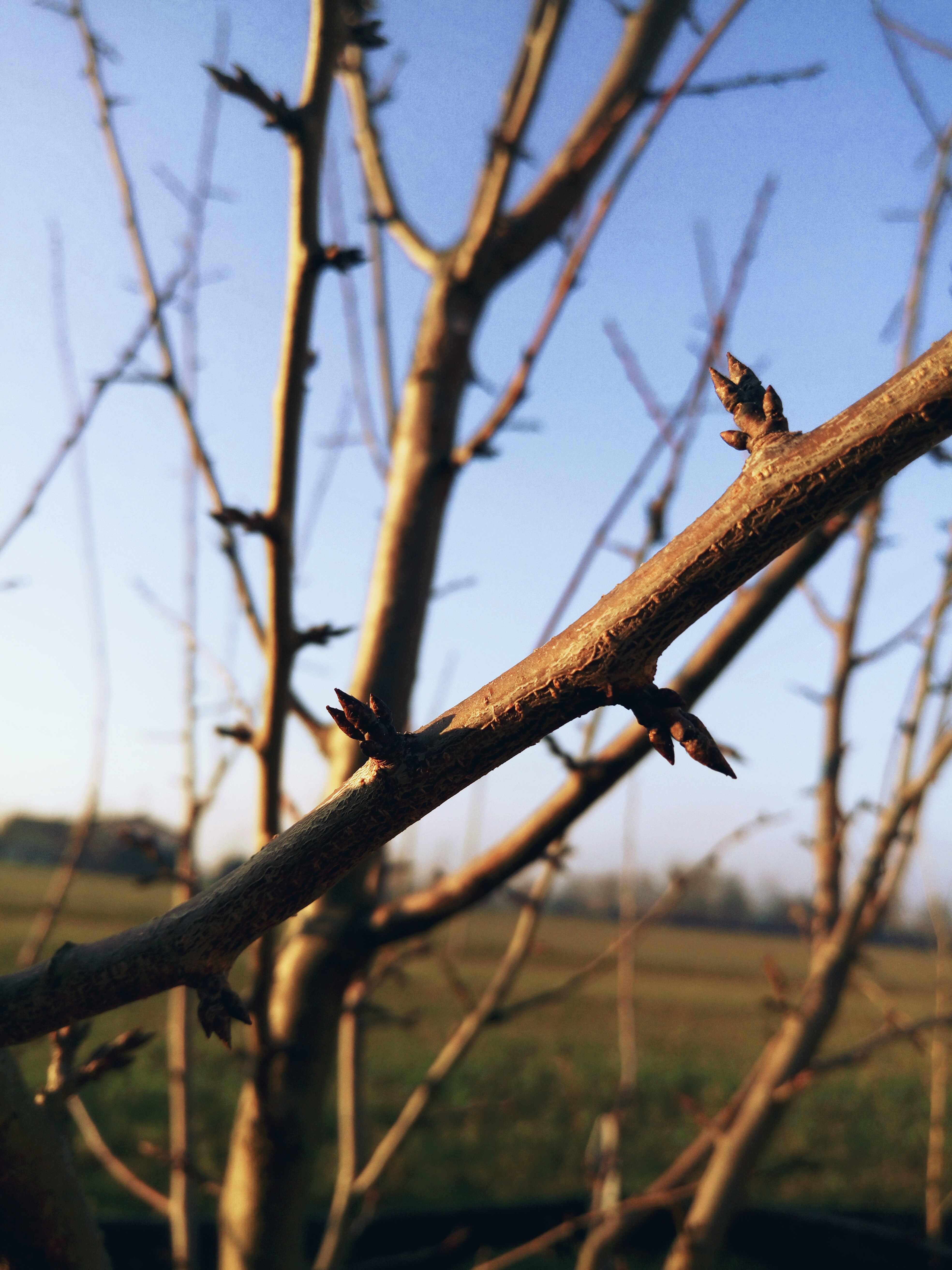 Tree branches with buds against a blue sky HD Wallpaper