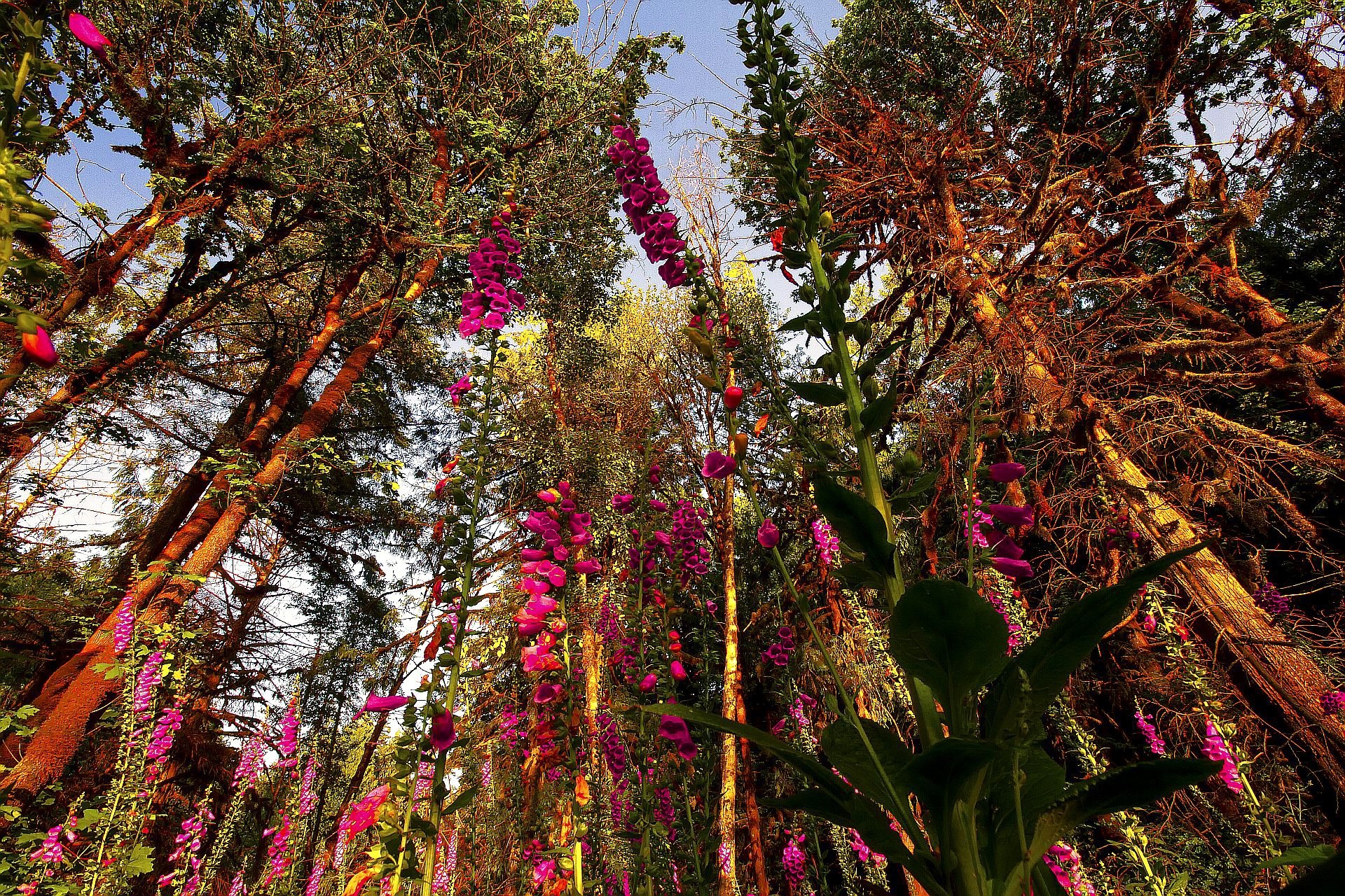 Foxgloves blooming in a sunlit forest with mossy trees HD Wallpaper
