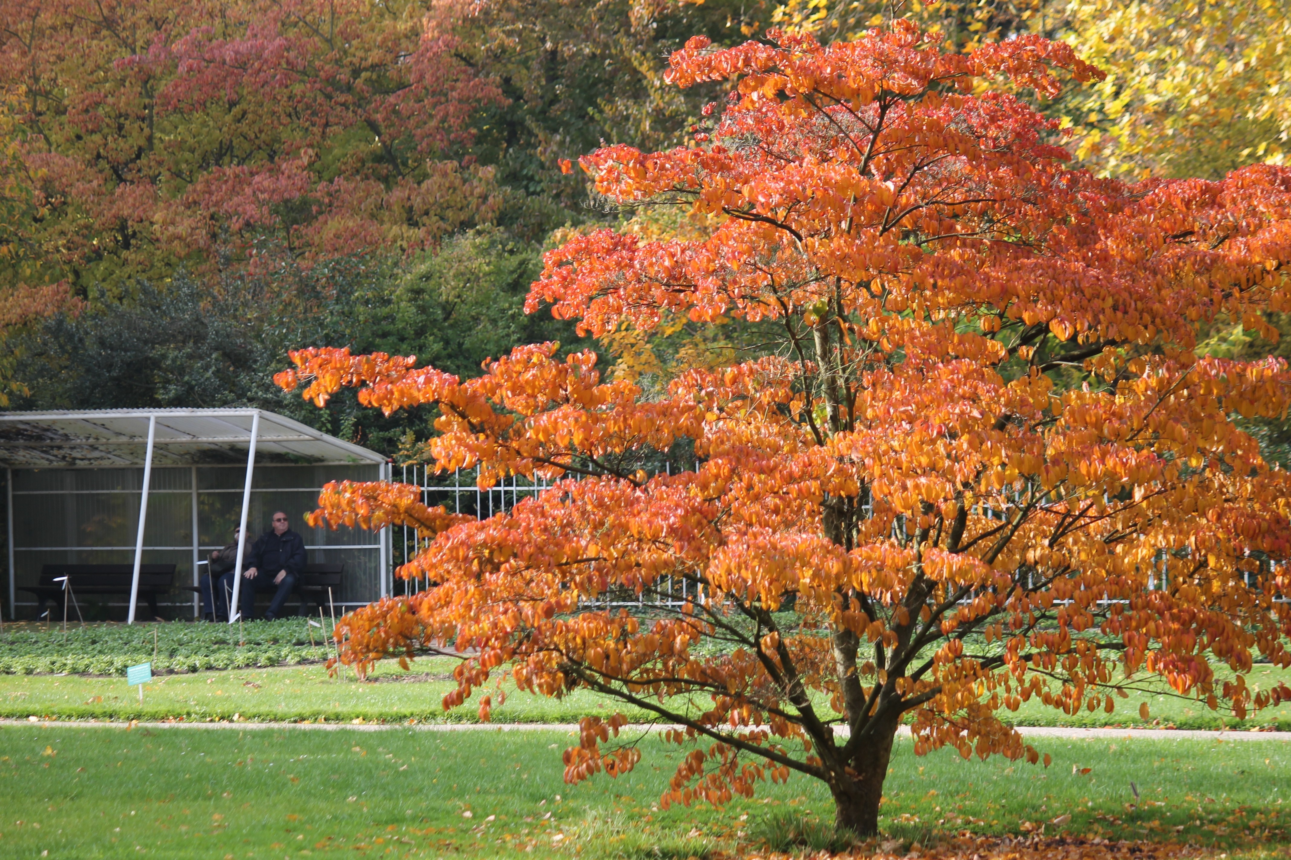 Autumn tree with orange leaves near a shelter HD Wallpaper