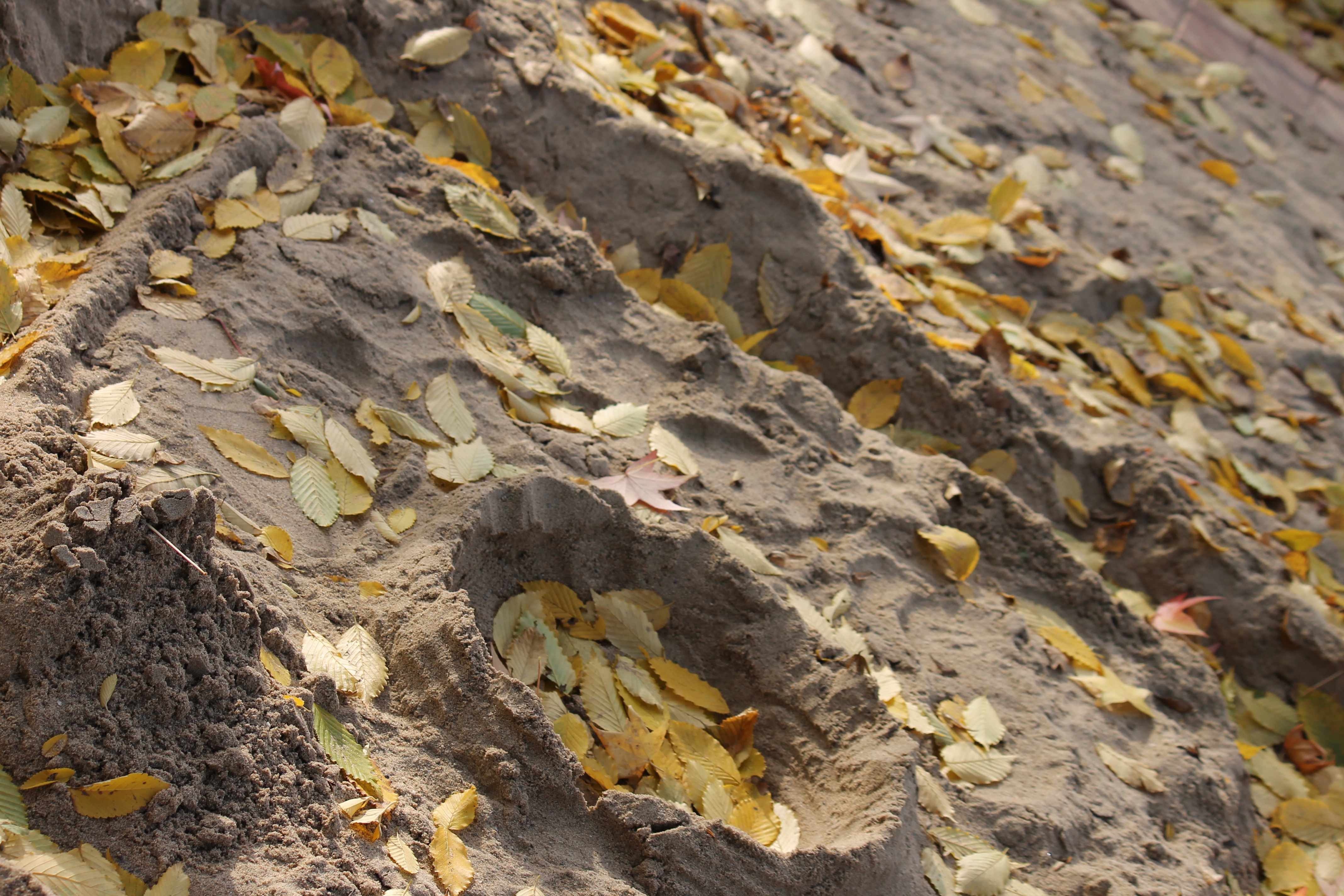 Sand dunes covered with fallen autumn leaves HD Wallpaper