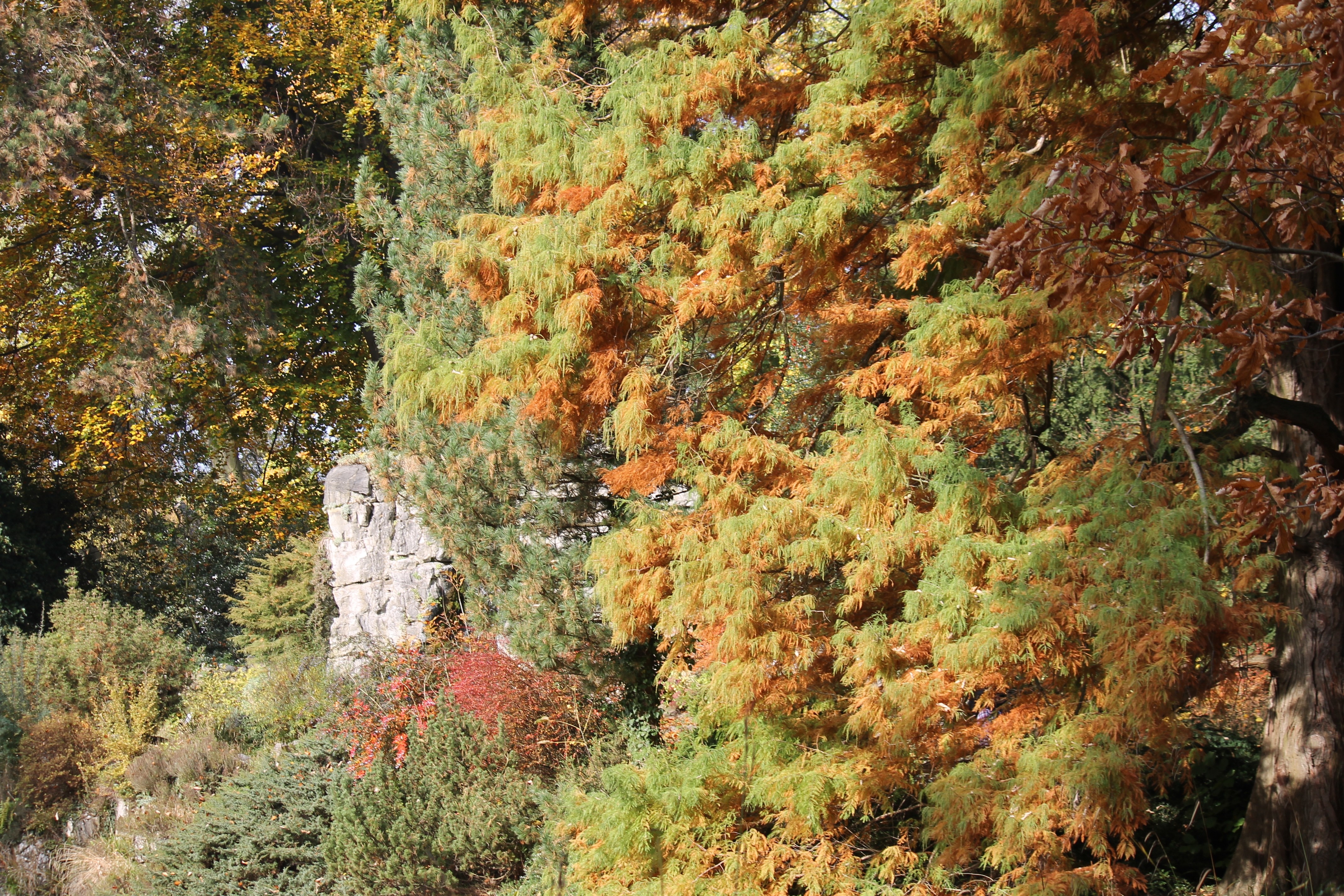 Autumn trees with a rock formation HD Wallpaper