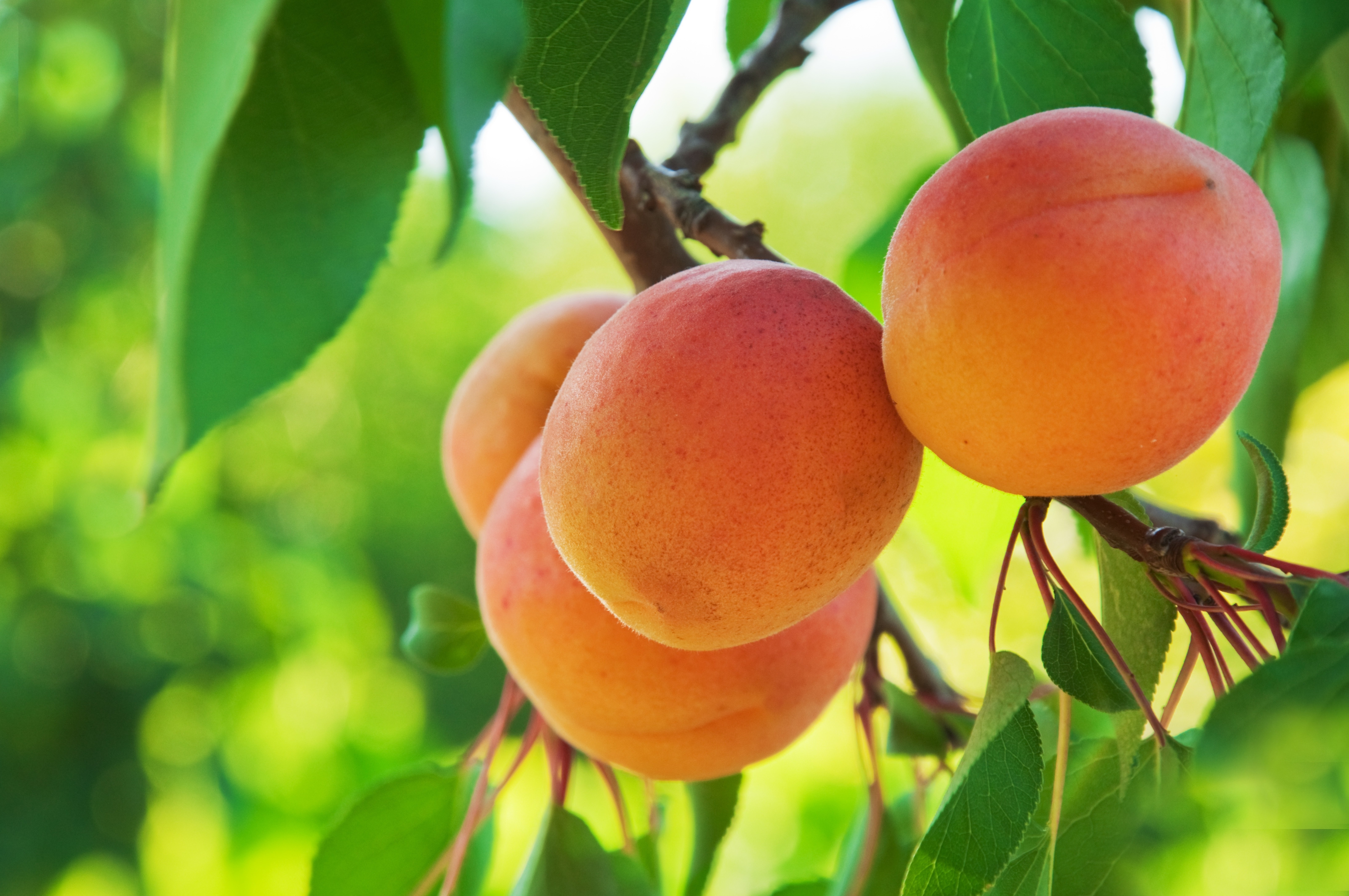 Apricots on a branch with green leaves HD Wallpaper