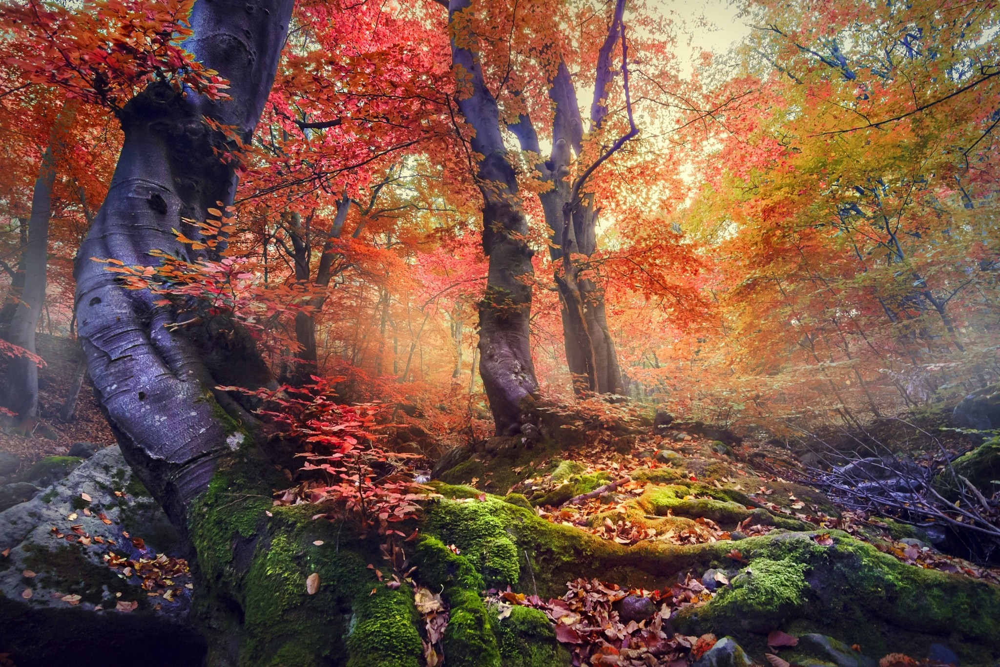 Sunlight filtering through colorful autumn trees in a forest HD Wallpaper