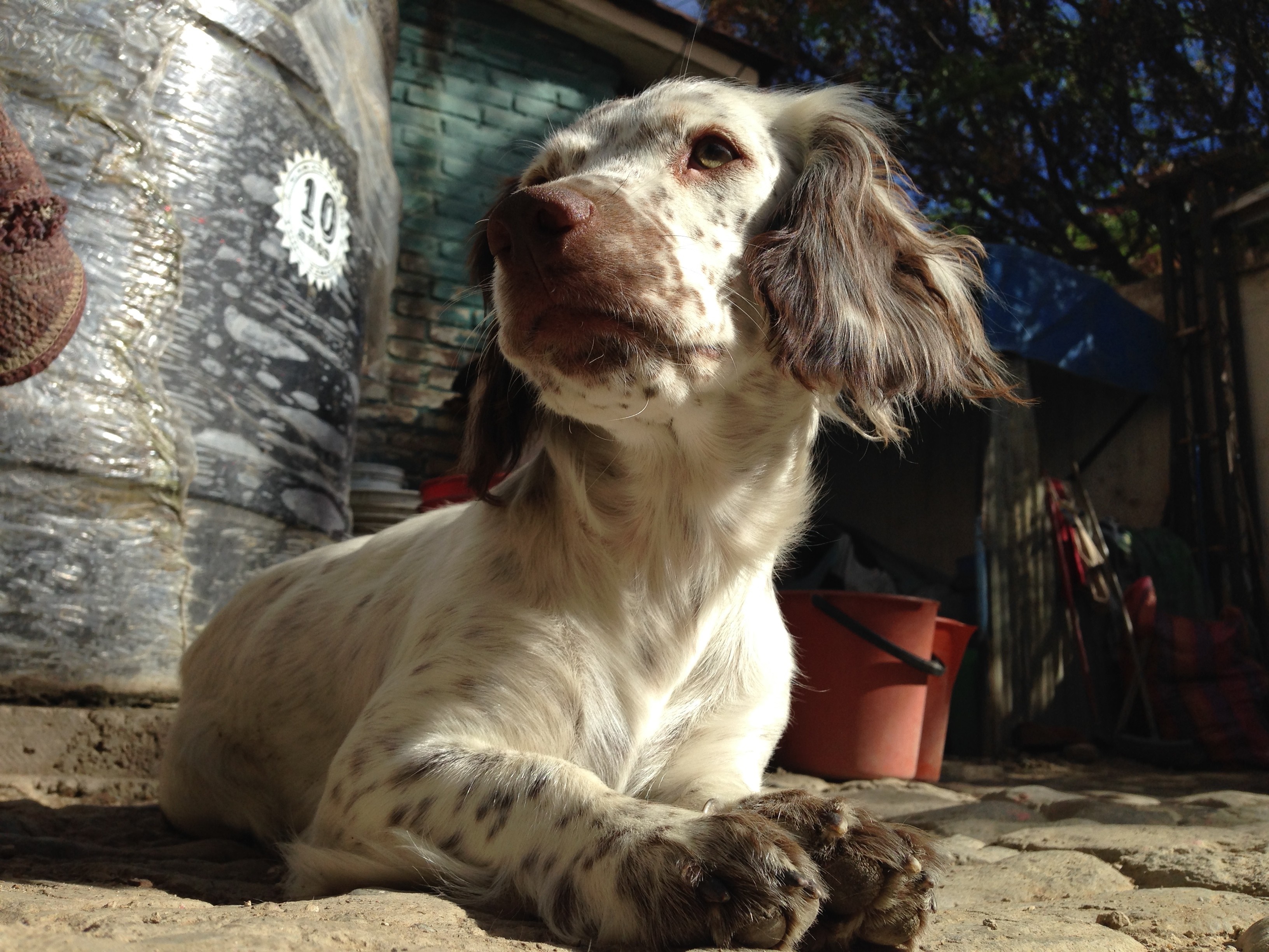 English Setter dog lying down outdoors HD Wallpaper