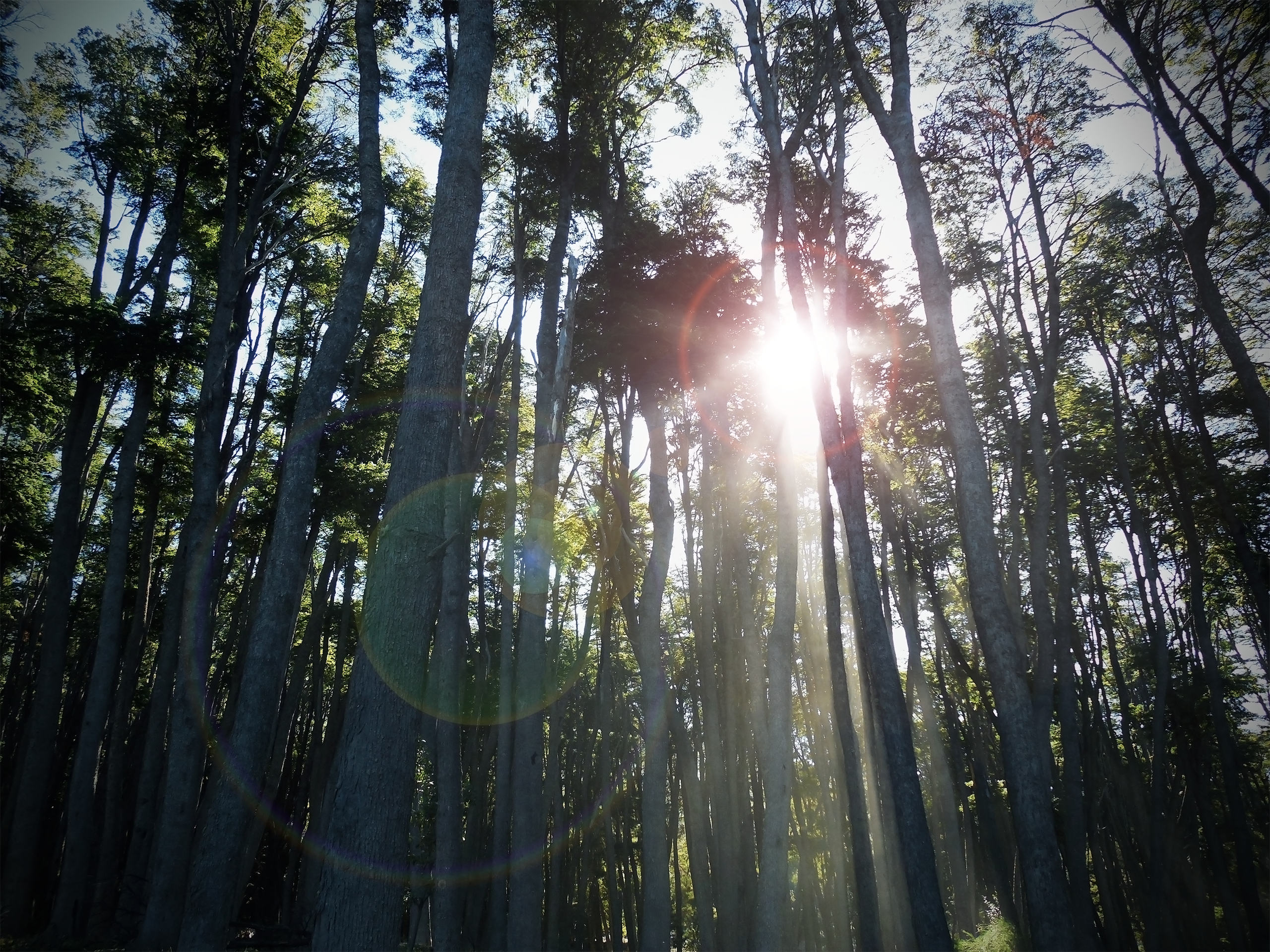 Sunlight filtering through tall trees in a forest HD Wallpaper