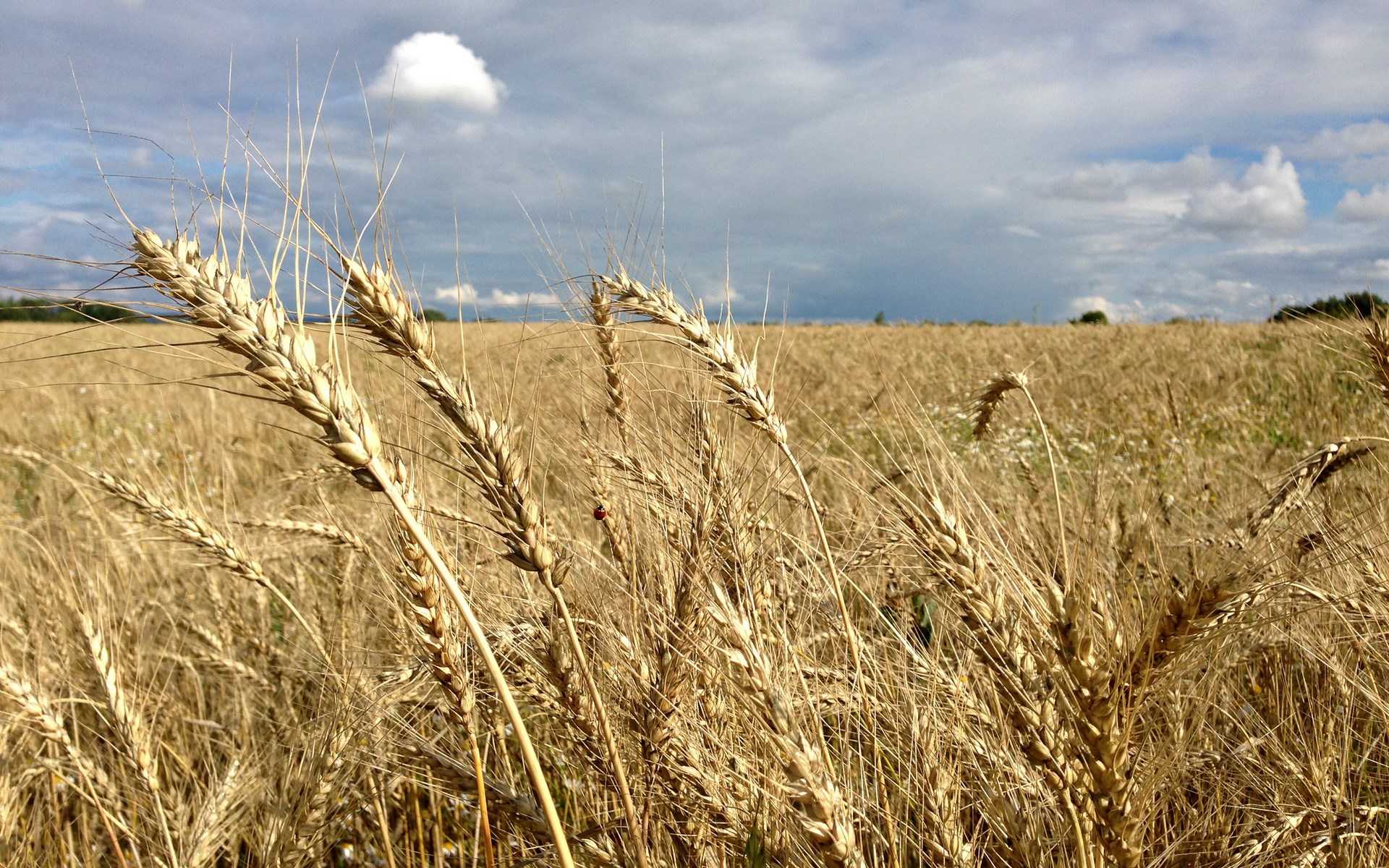 Wheat field under a cloudy sky HD Wallpaper