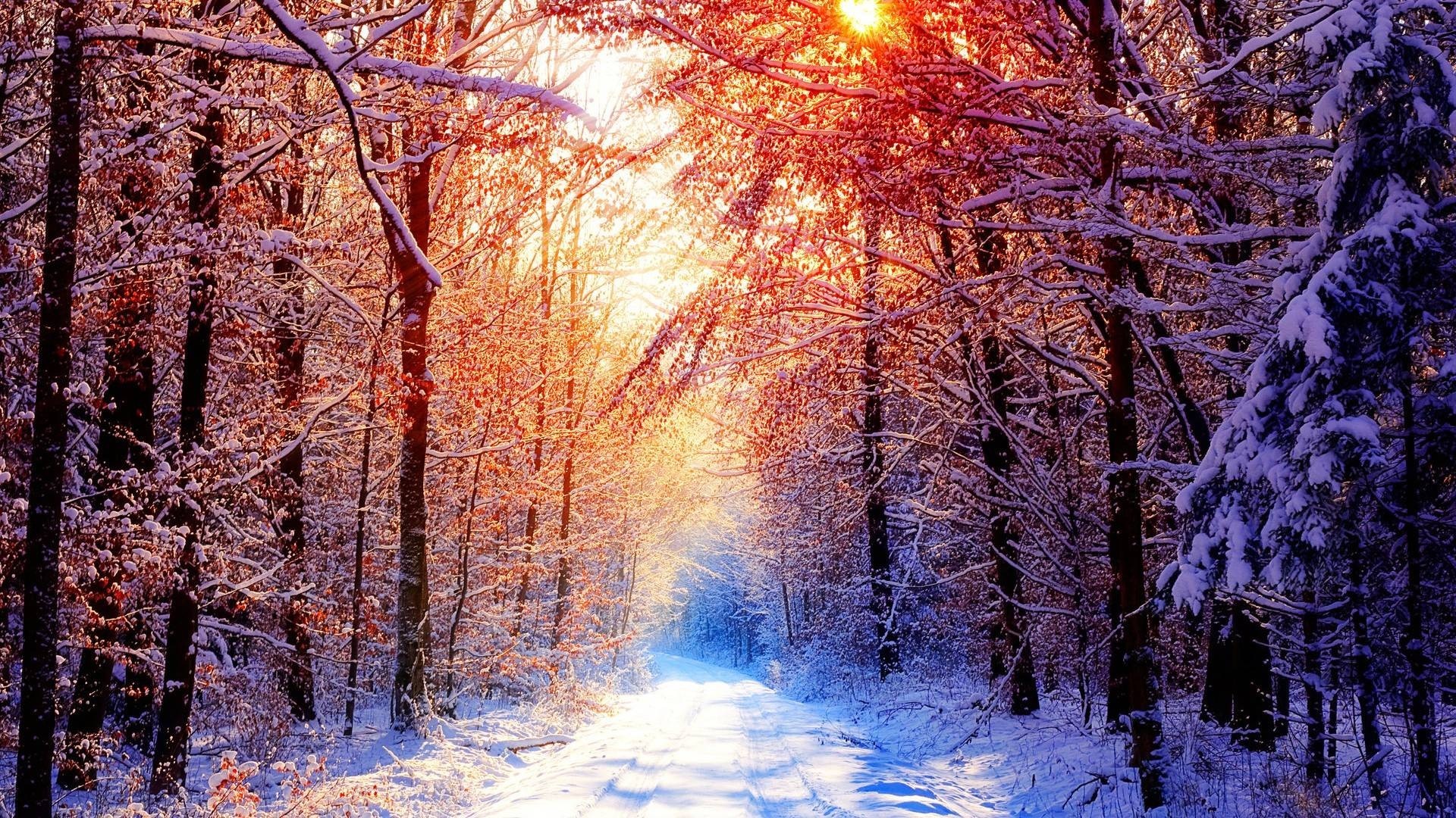 Sunlight through snow-covered trees in a winter forest HD Wallpaper