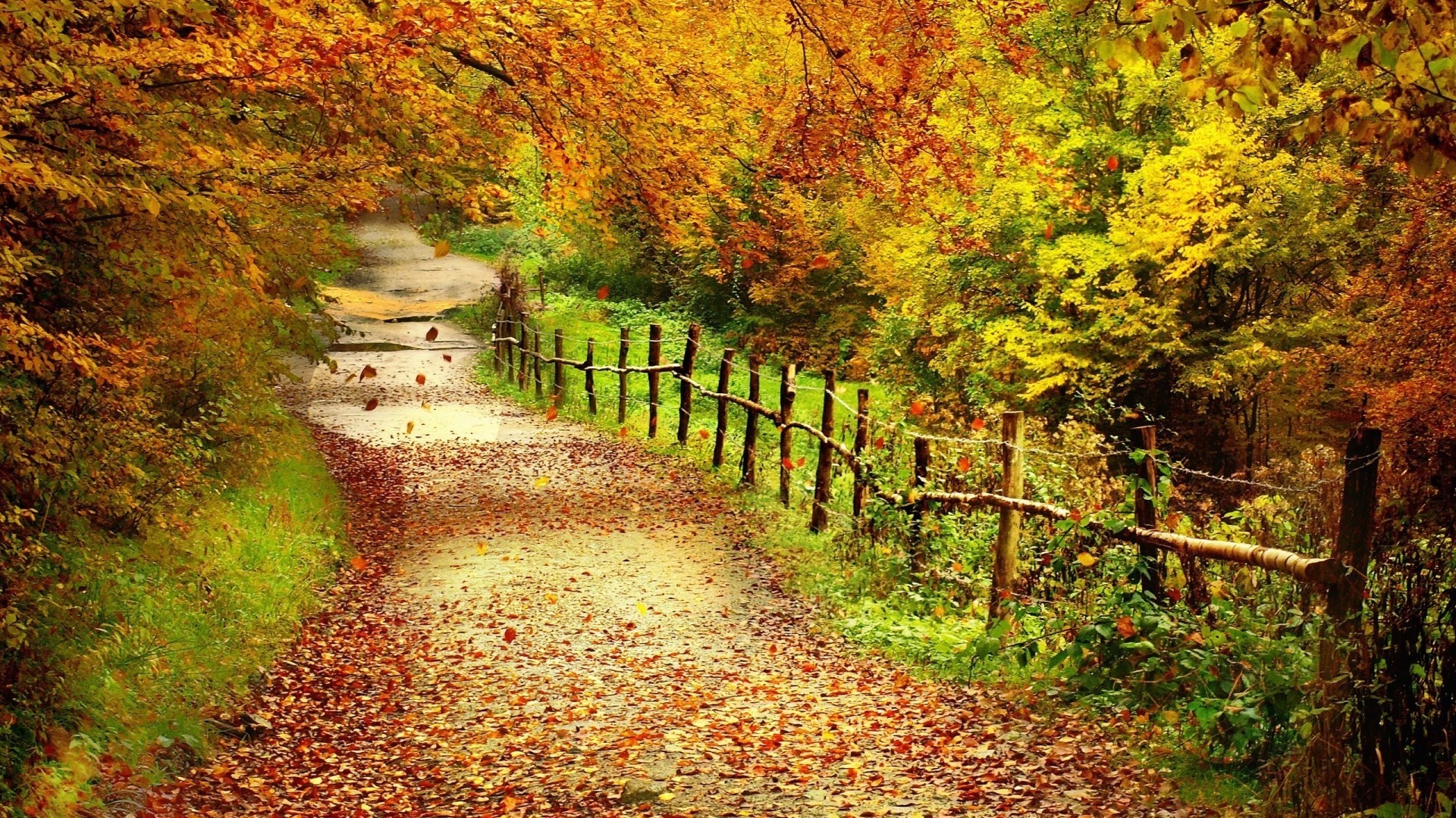 Autumn path covered in fallen leaves with a wooden fence HD Wallpaper