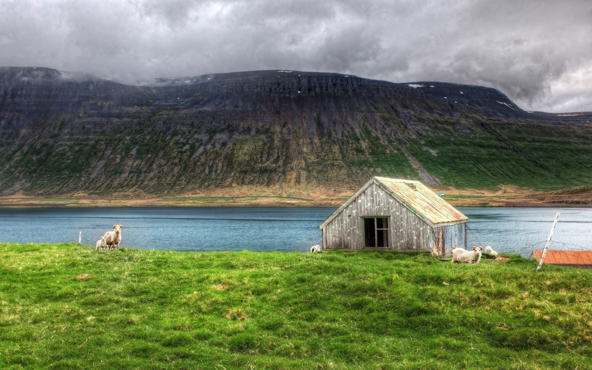Sheep and abandoned shack by a fjord in Iceland HD Wallpaper