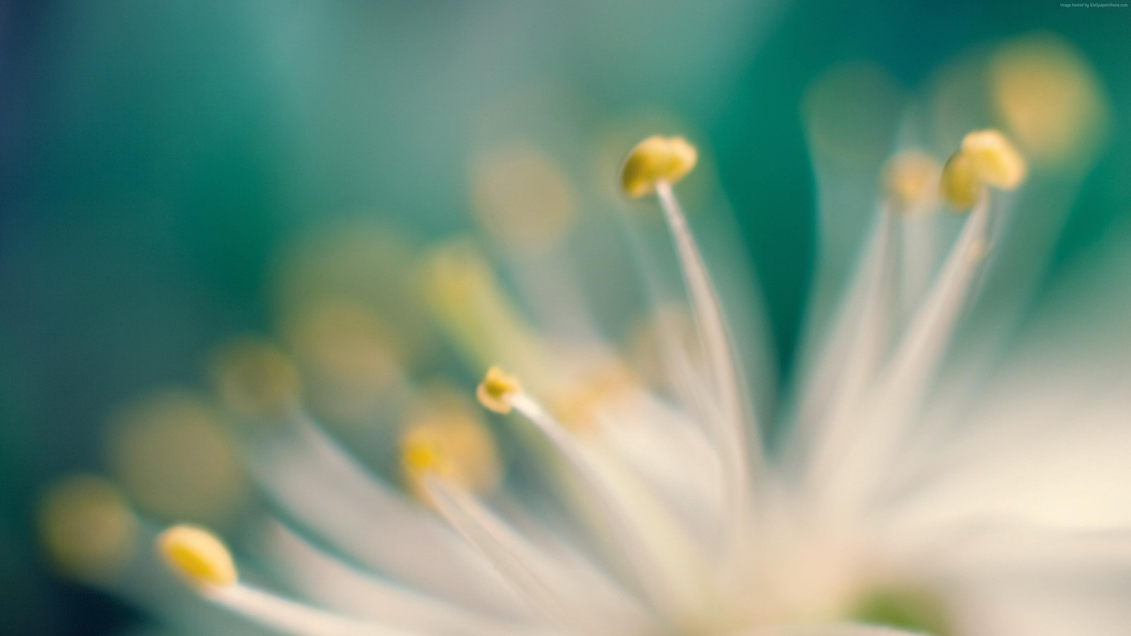 Macro Flower Stamens 4K HD Wallpaper