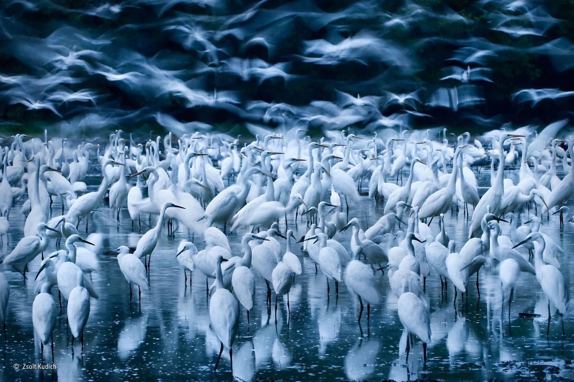 Flock of Great Egrets in Water with Long Exposure HD Wallpaper