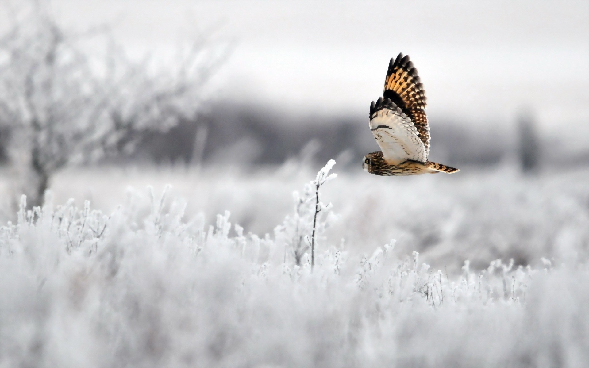 Short-eared owl flying over a frosty field HD Wallpaper