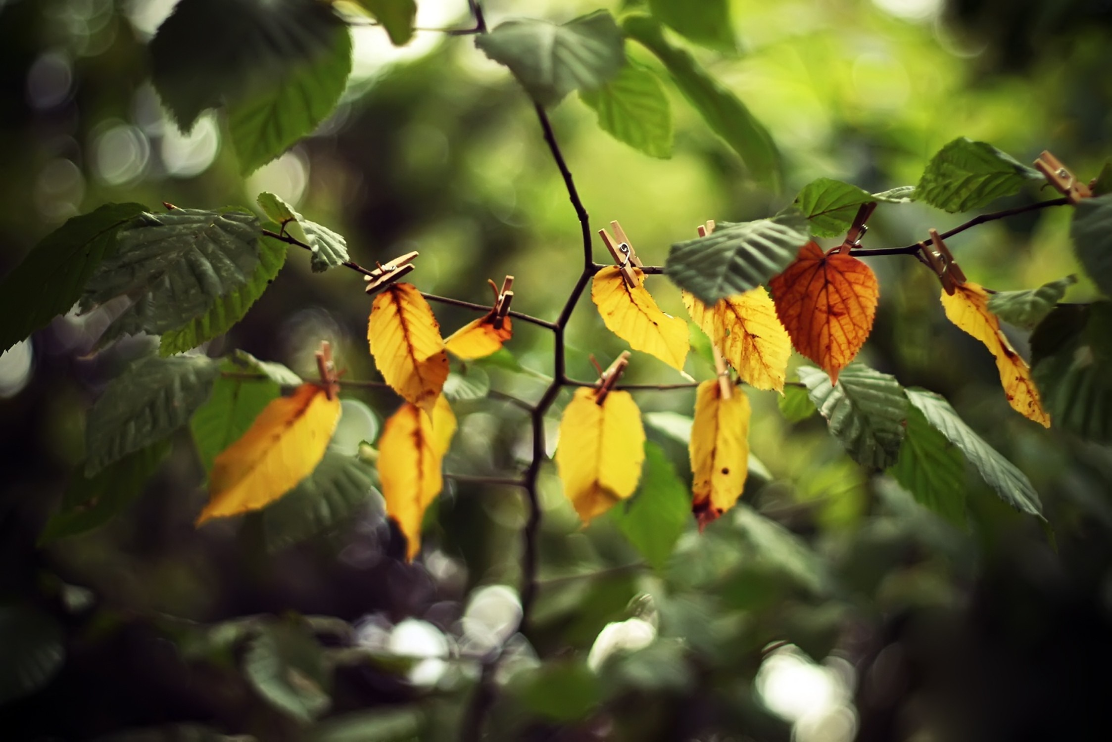 Autumn leaves clipped to a branch with clothespins HD Wallpaper