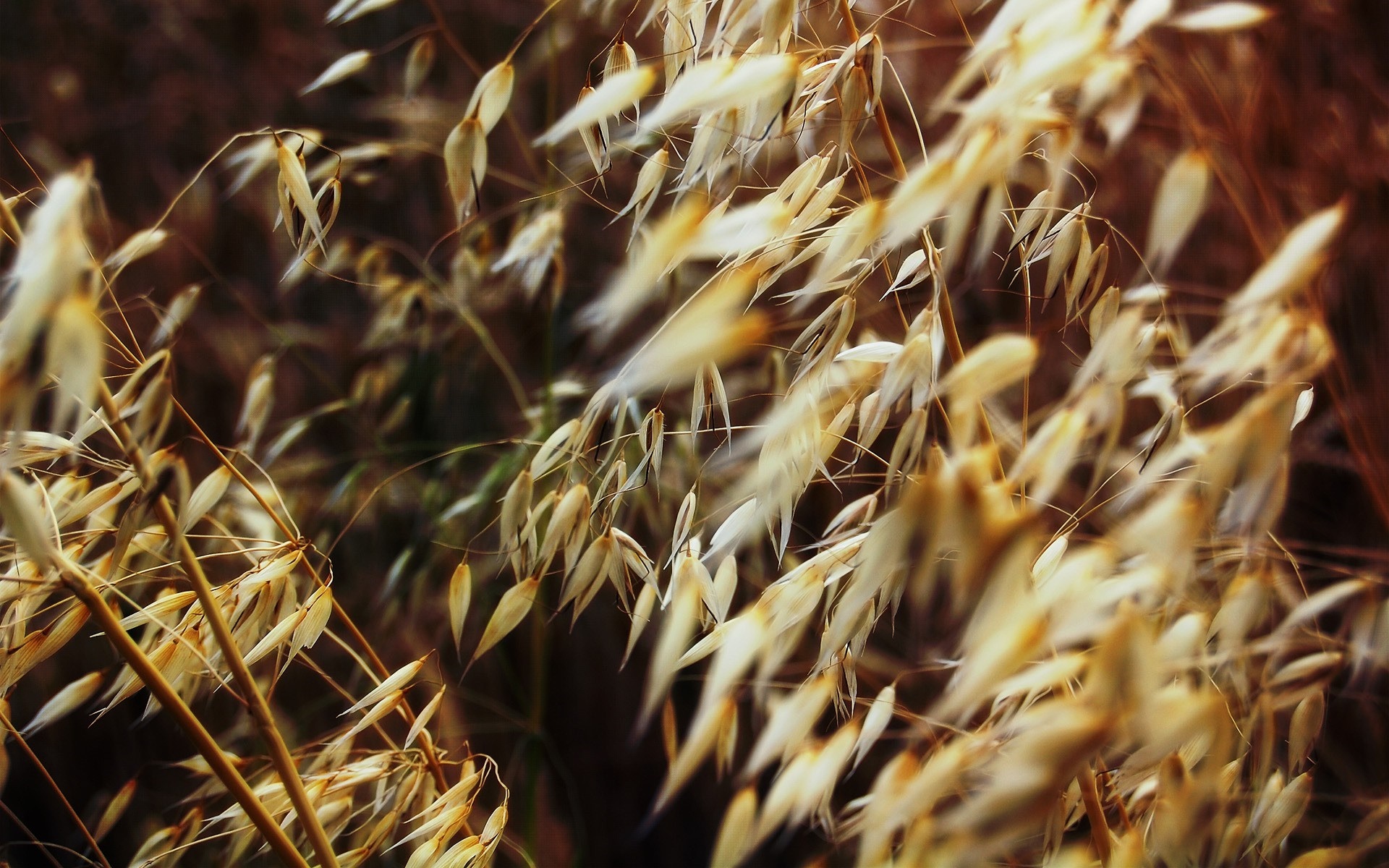 Close up of dried oat stalks in sunlight HD Wallpaper