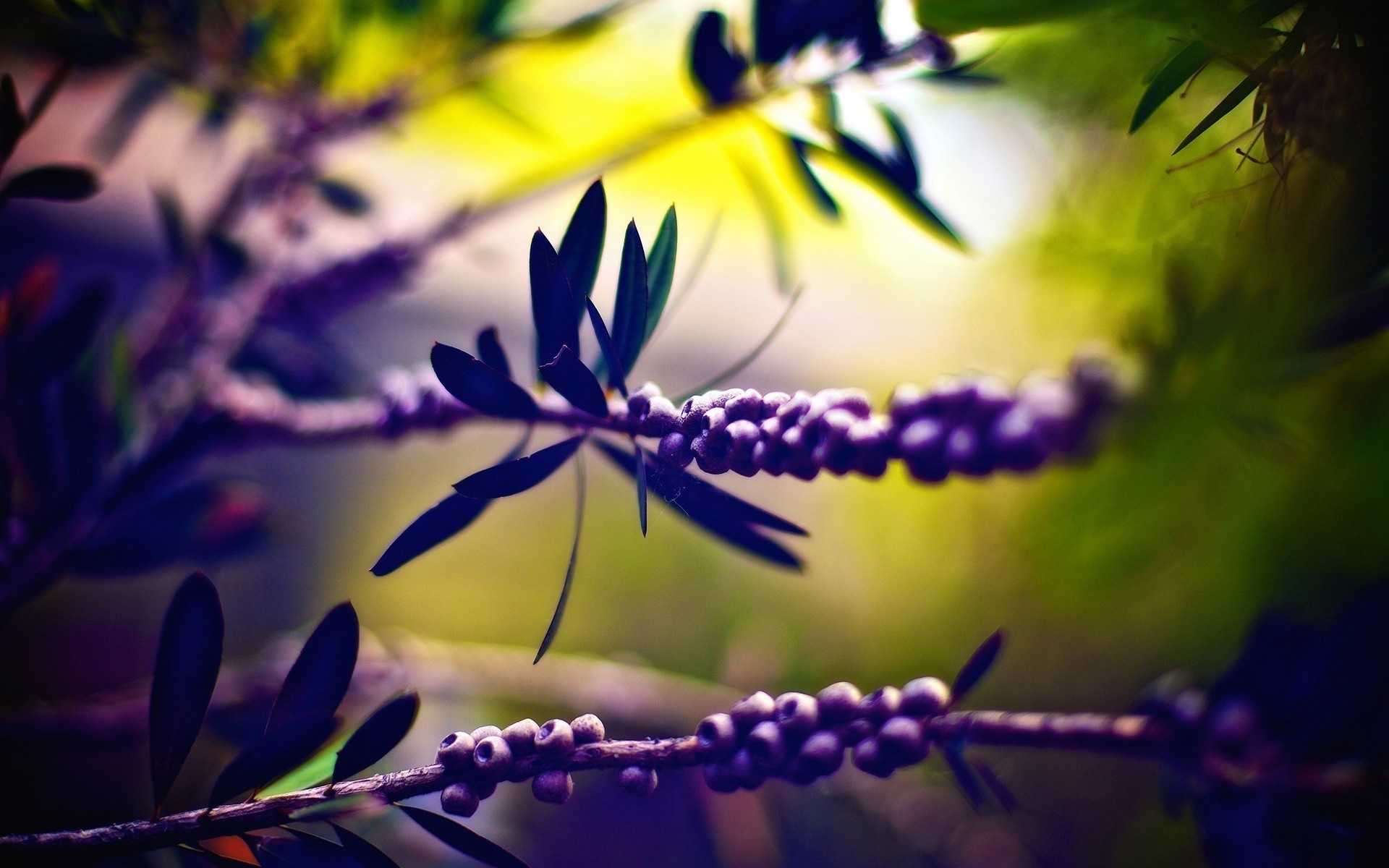 Close up of purple flowers on a branch HD Wallpaper