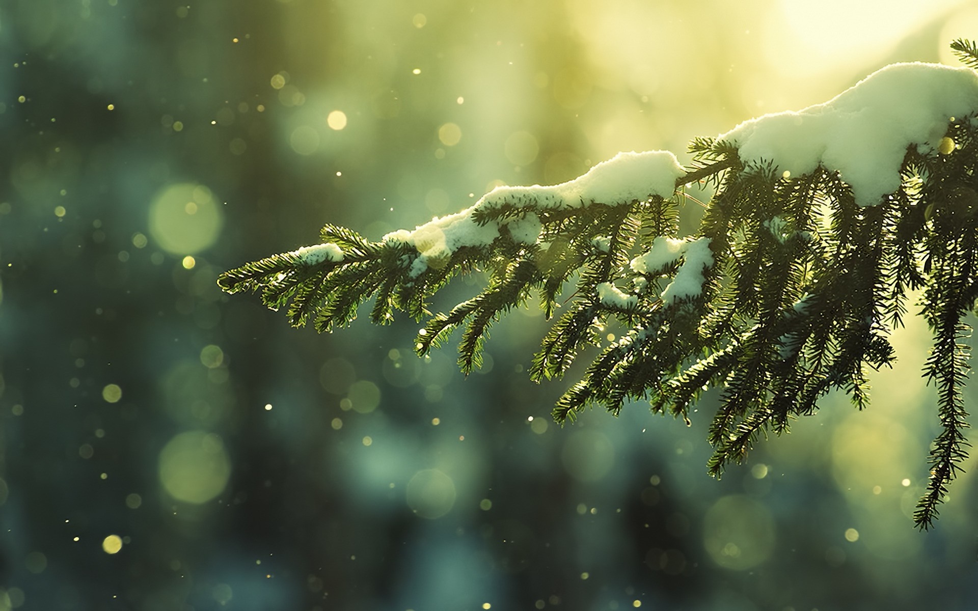 Snow-covered pine branch in sunlight HD Wallpaper