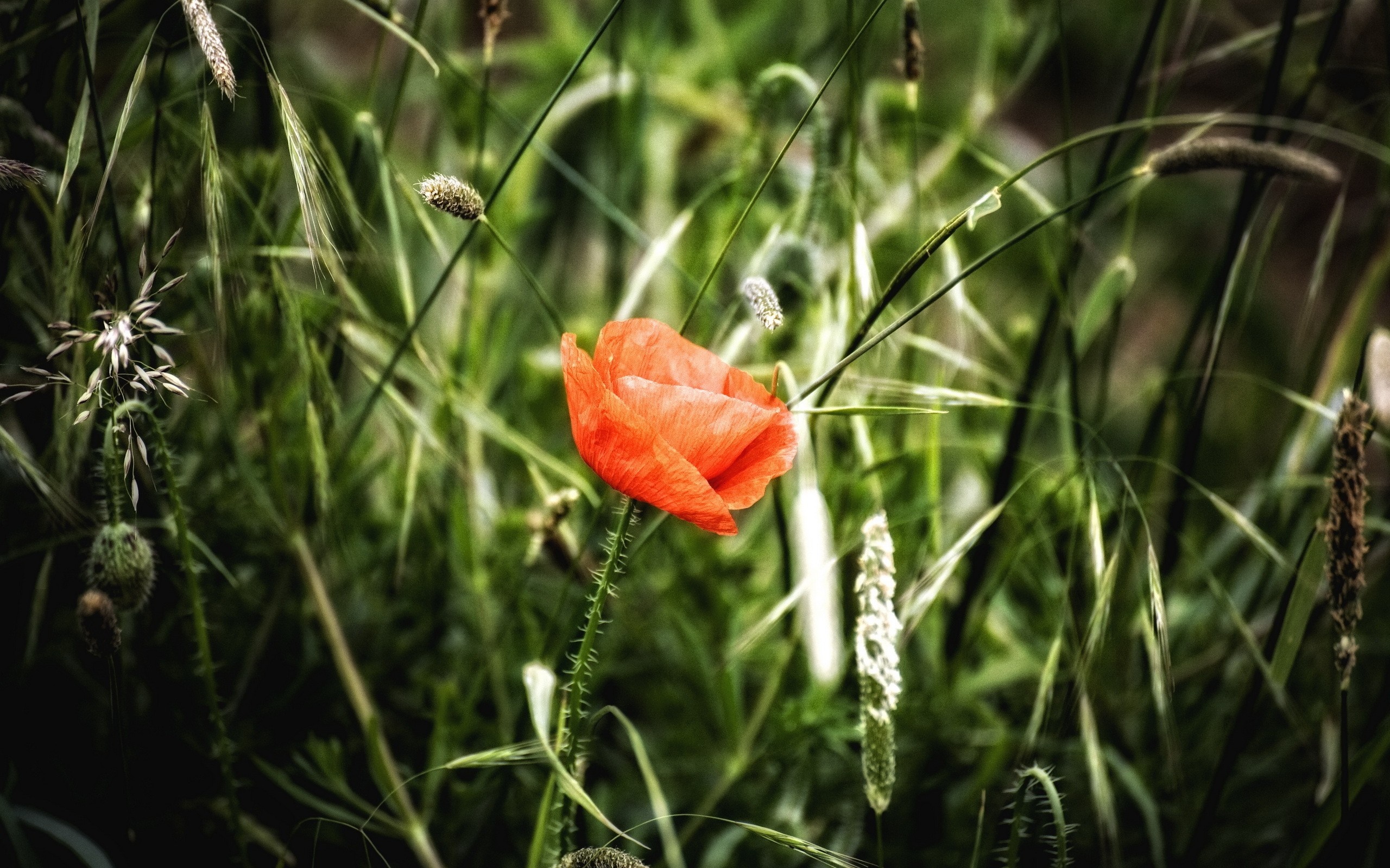 Orange poppy flower in green grass HD Wallpaper