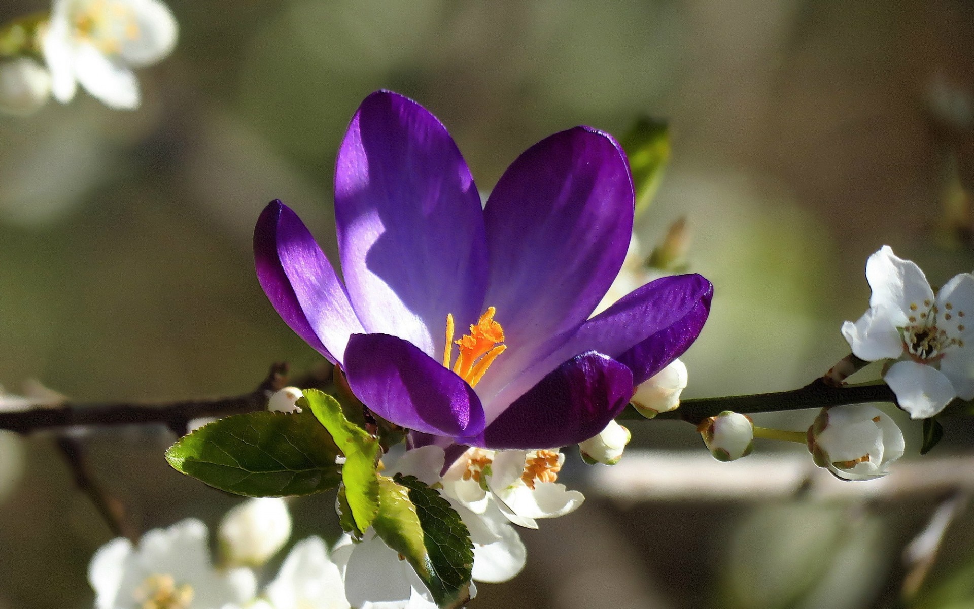 Purple crocus flower with white blossoms on a branch HD Wallpaper