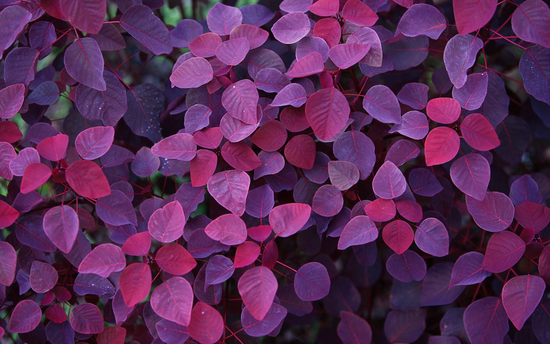 Purple and pink leaves of a plant HD Wallpaper