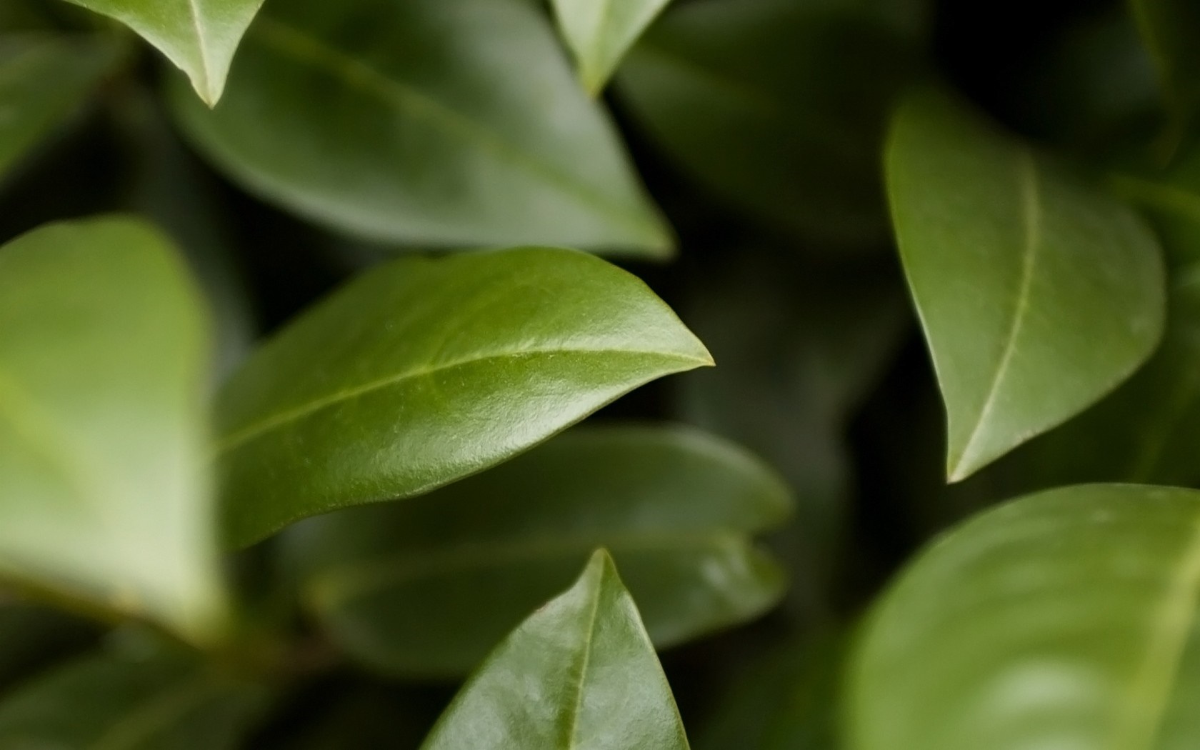 Close up of green leaves HD Wallpaper