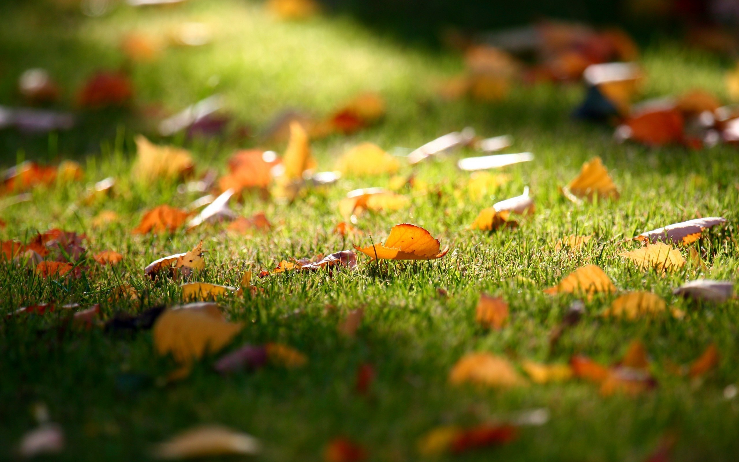 Fallen autumn leaves on green grass in sunlight HD Wallpaper