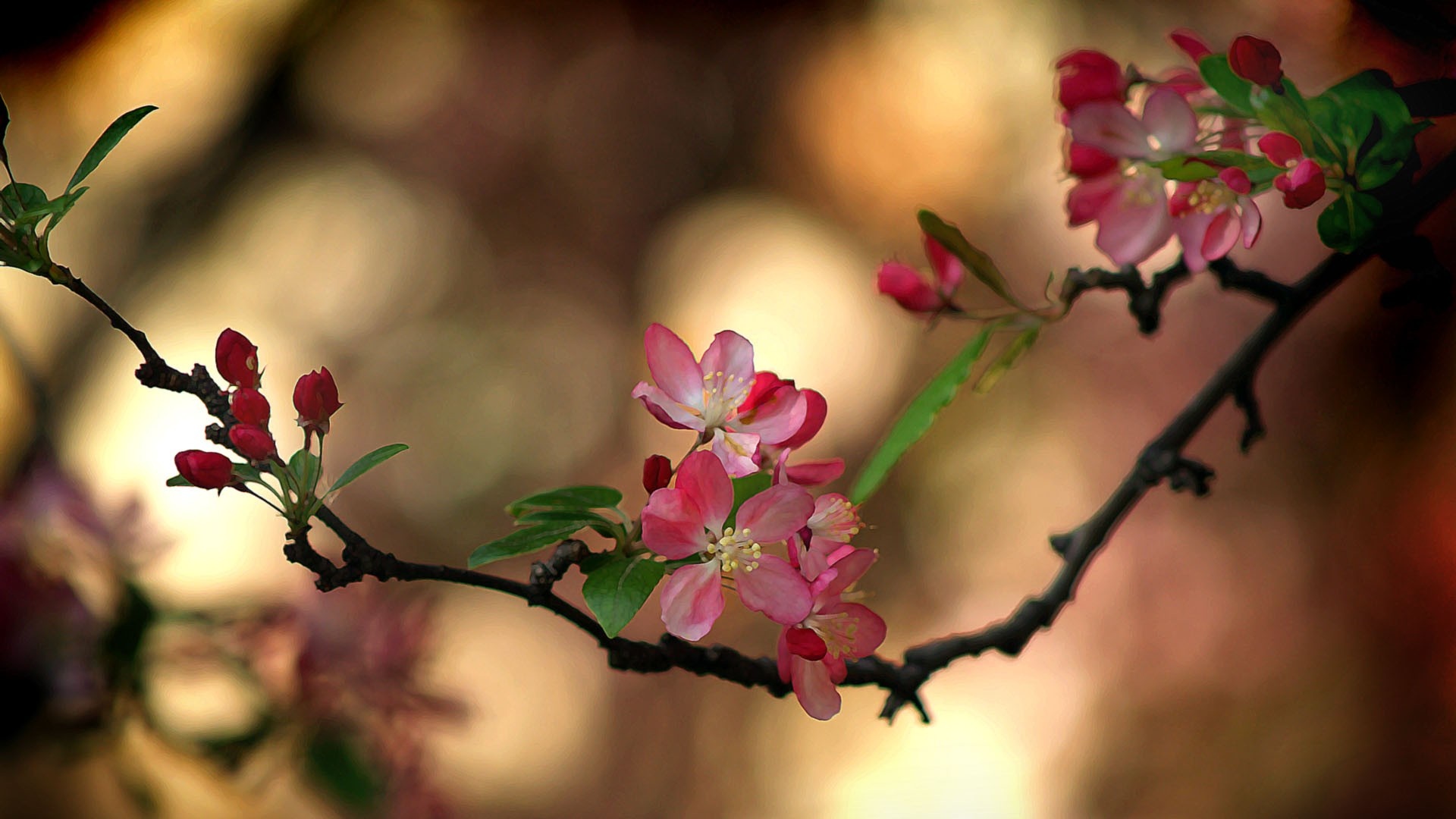 Pink and red blossoms on a dark branch HD Wallpaper