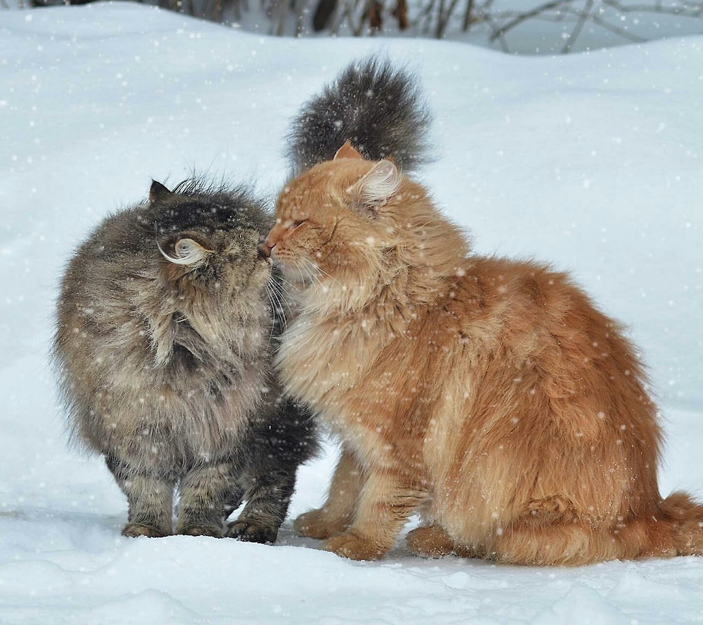 Two fluffy cats kissing in the snow HD Wallpaper