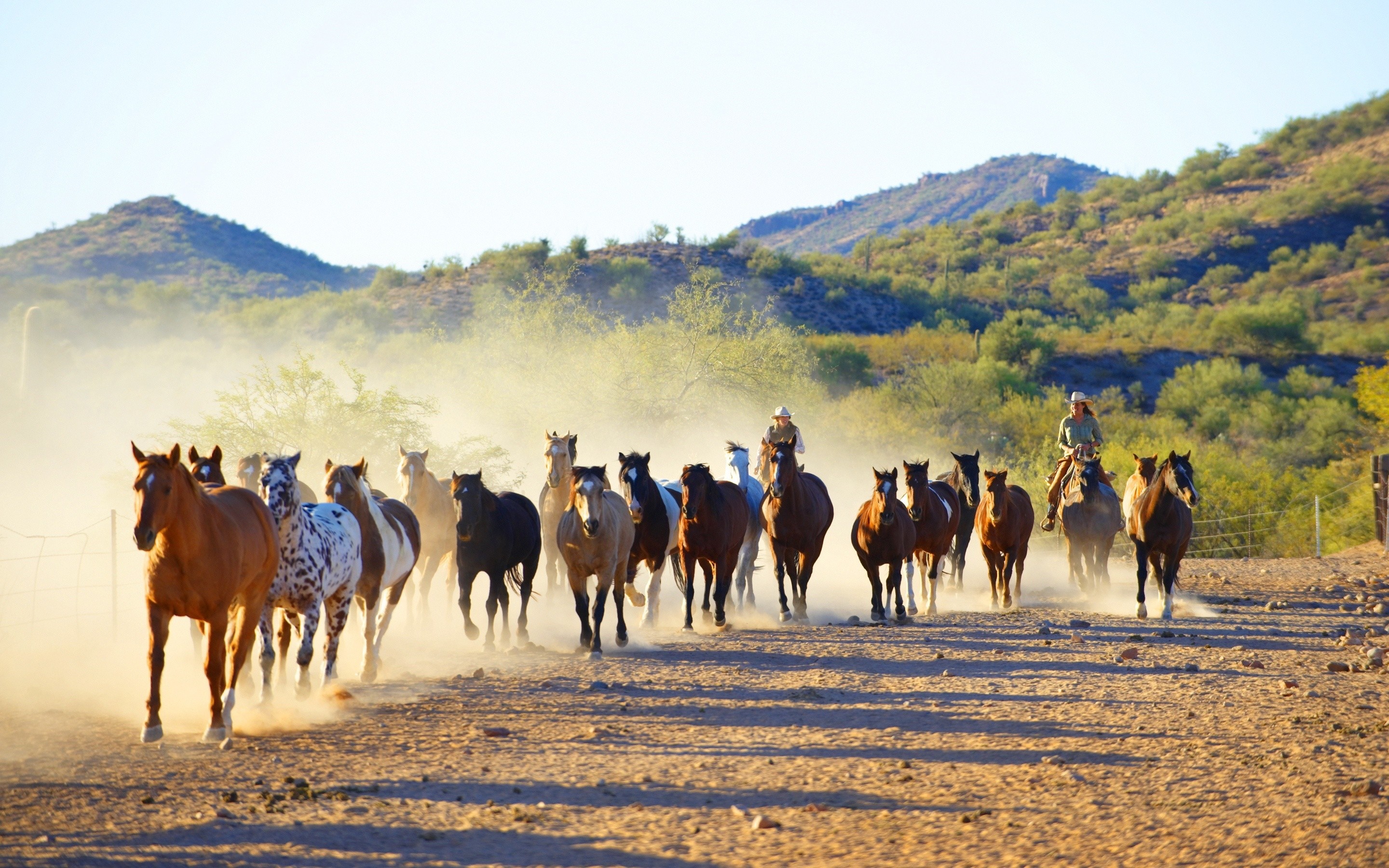 Herd of horses with riders in a dusty landscape HD Wallpaper