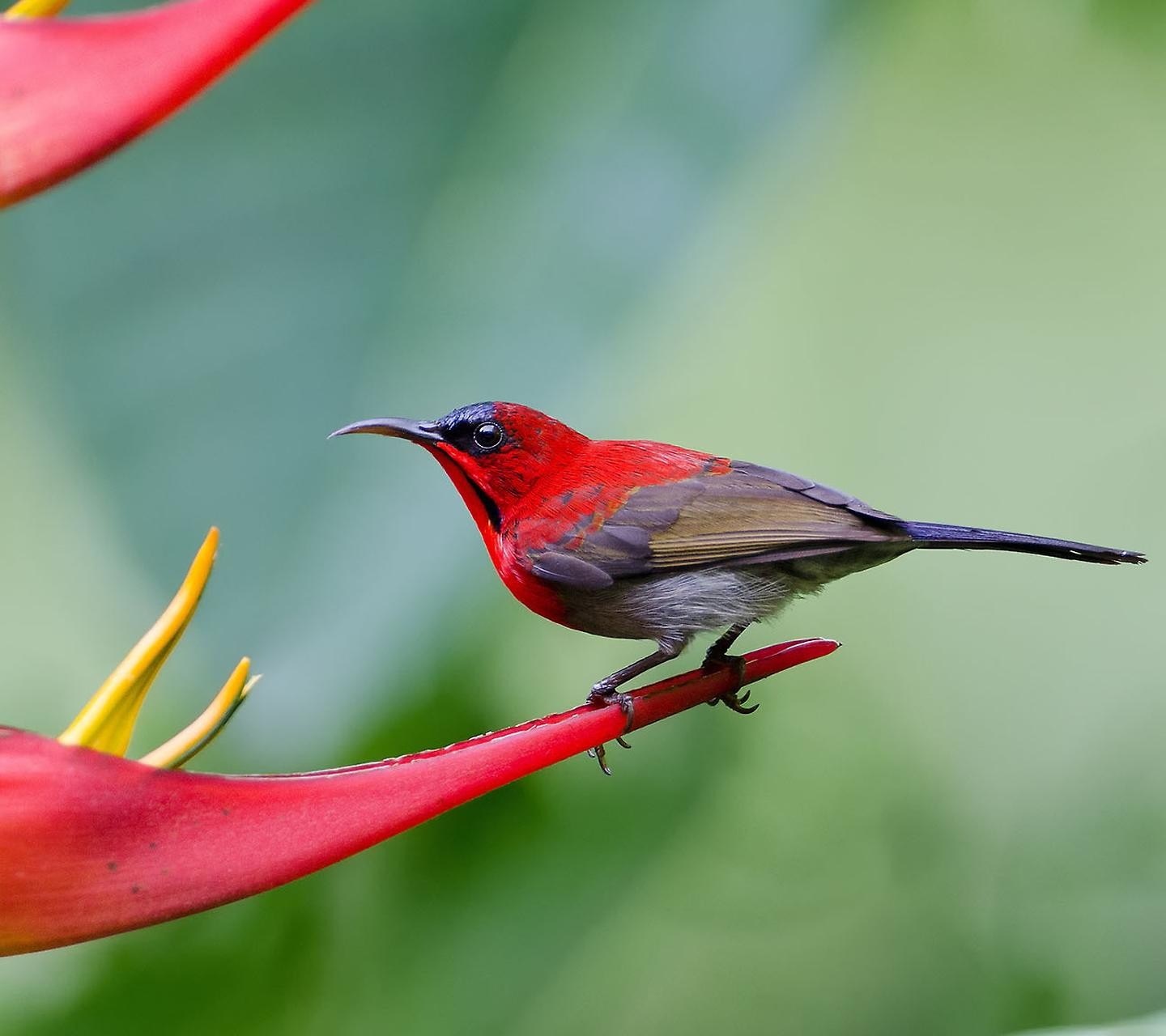 Crimson Sunbird perched on a red flower HD Wallpaper
