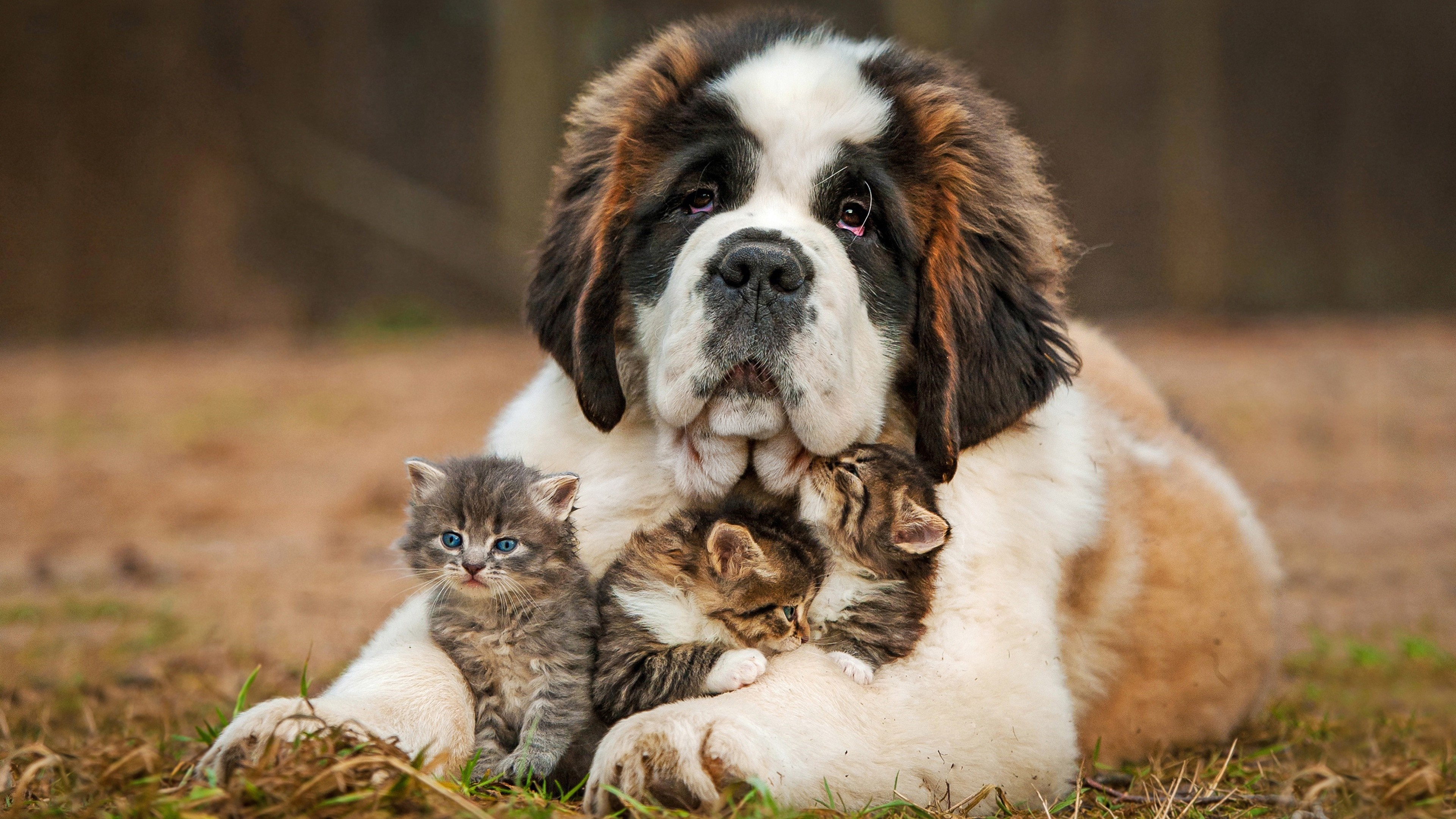 St Bernard dog with kittens HD Wallpaper