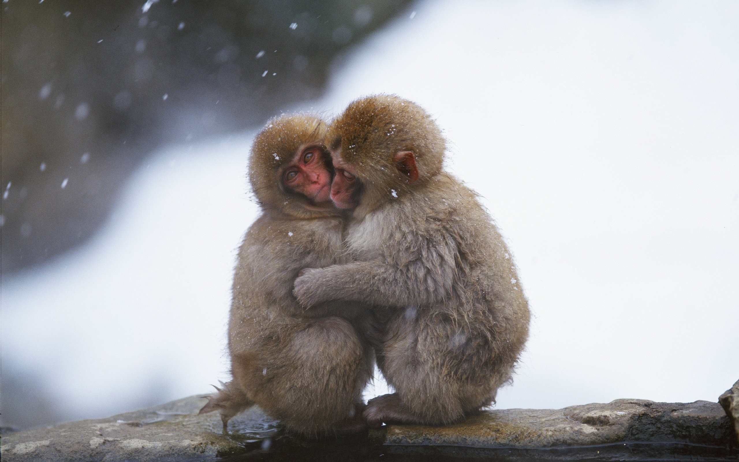 Two young Japanese macaques hugging in the snow HD Wallpaper