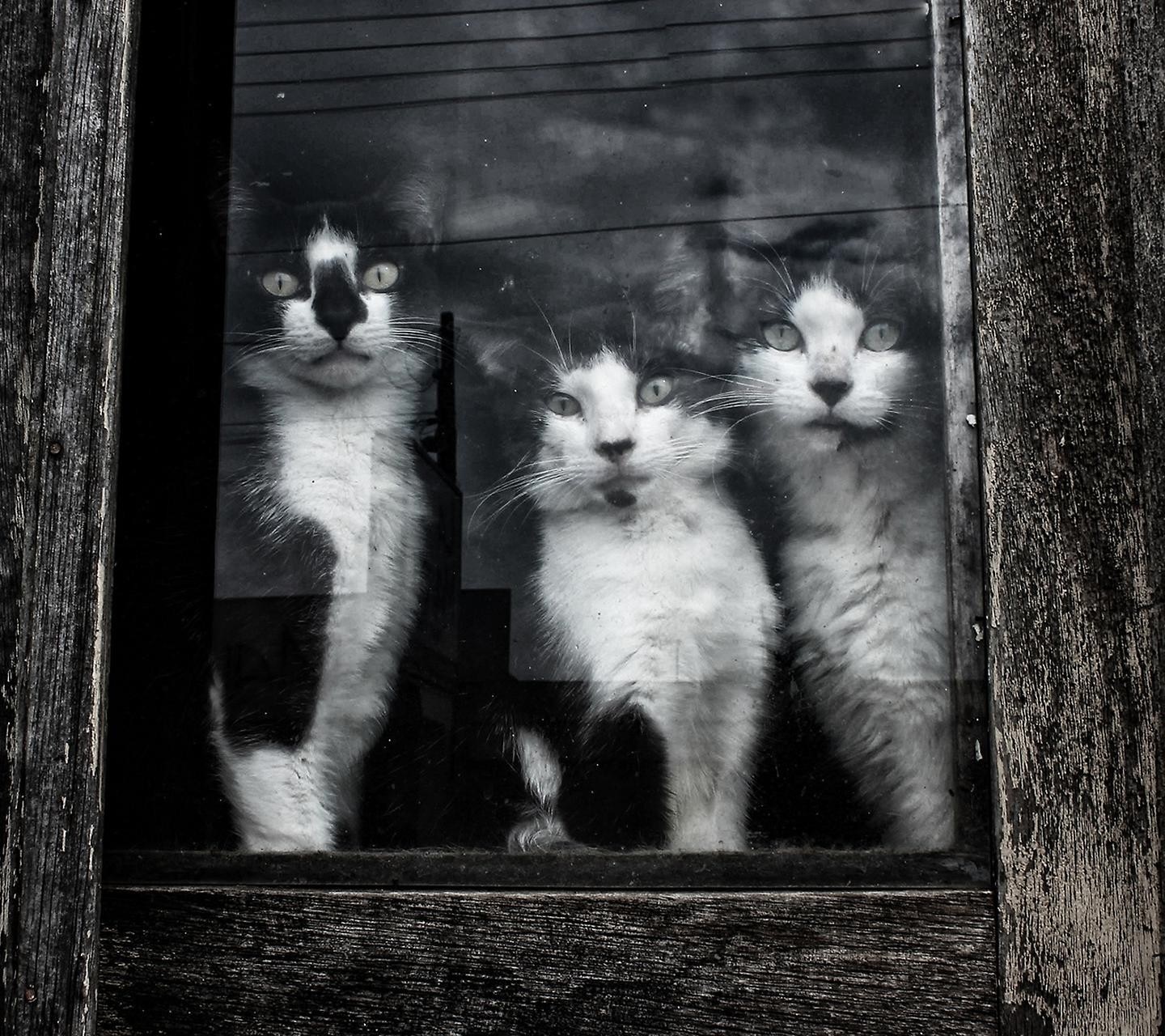 Three black and white cats looking through a window HD Wallpaper