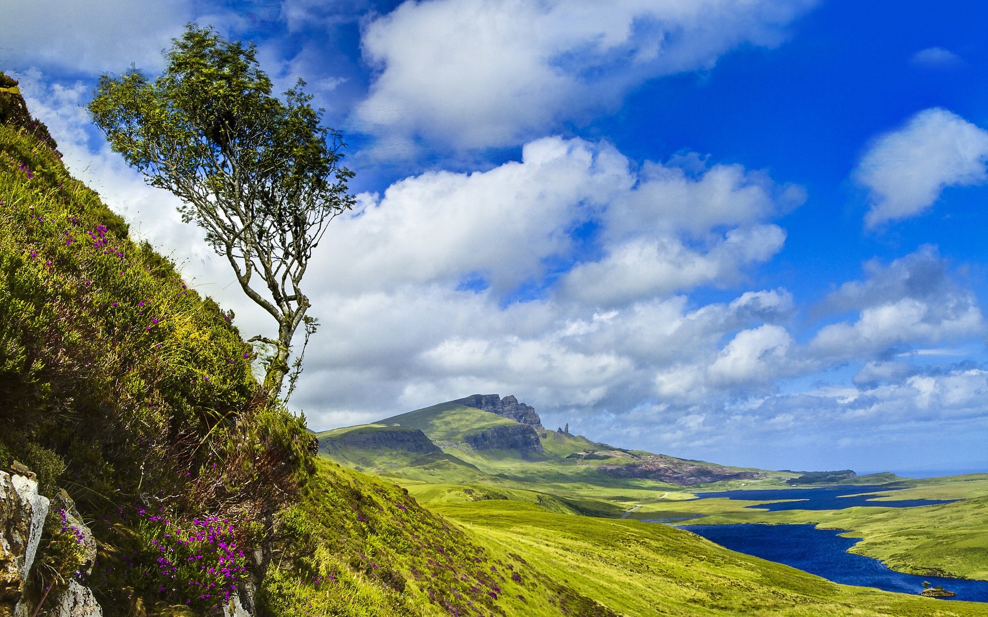 Tree on a grassy hill with mountains and a lake HD Wallpaper