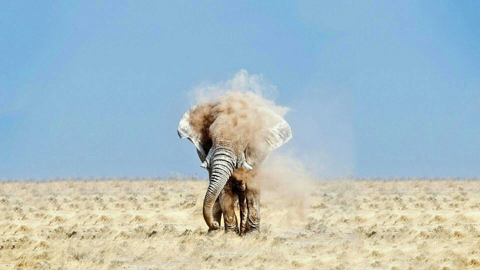Elephant kicking up dust in a dry field HD Wallpaper