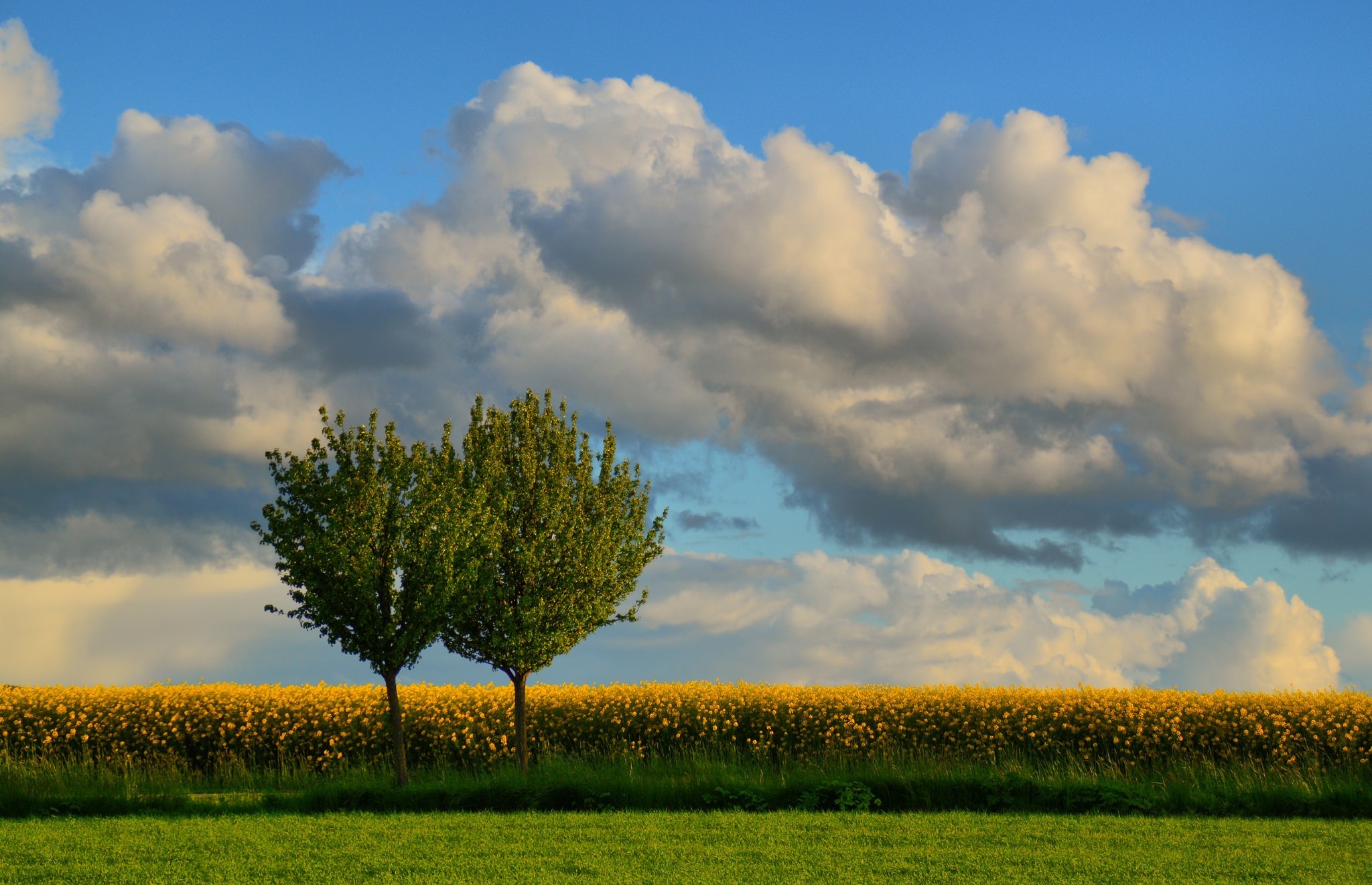 Two trees in a field of yellow flowers under a cloudy sky HD Wallpaper