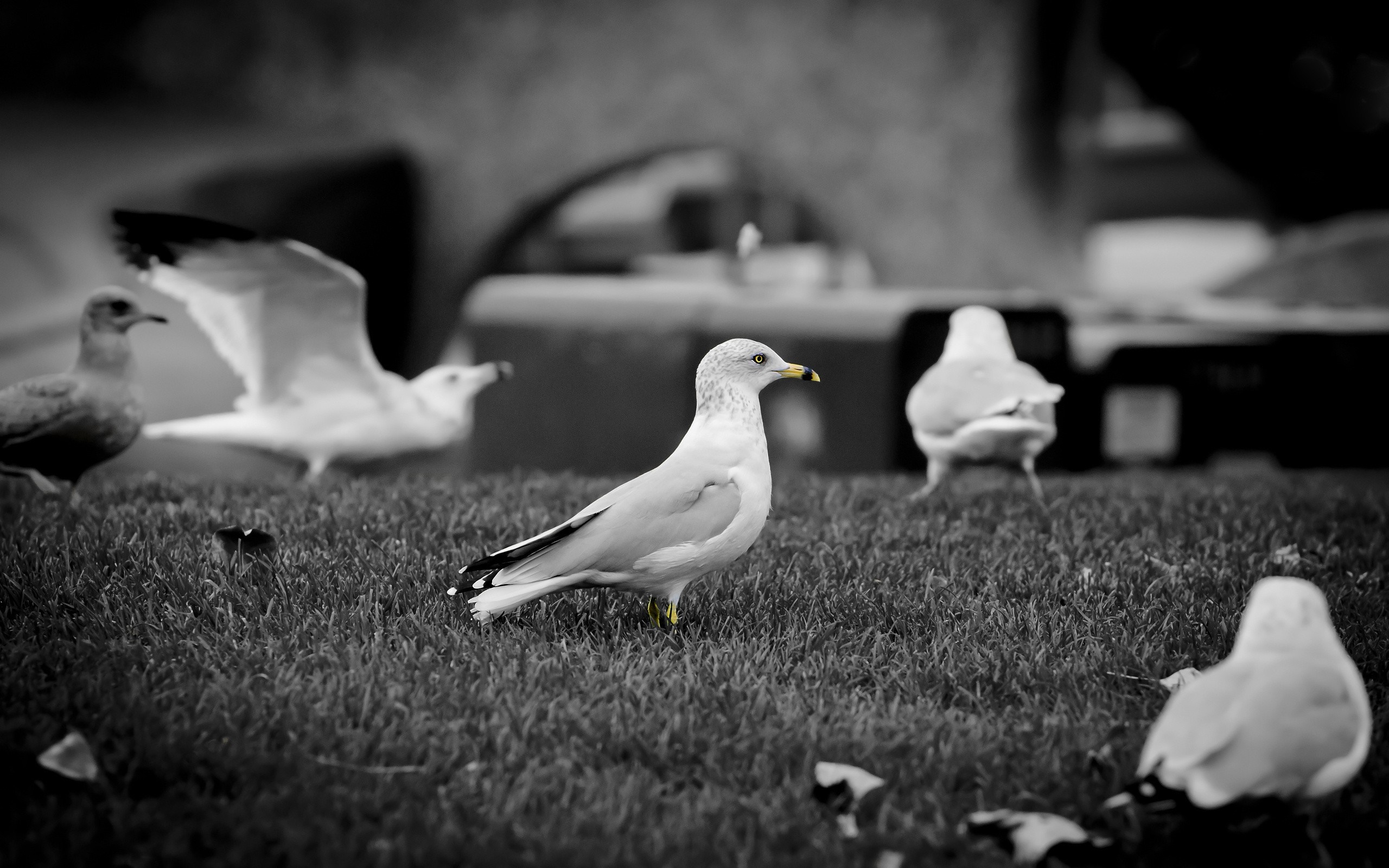 Seagulls on grass in black and white HD Wallpaper