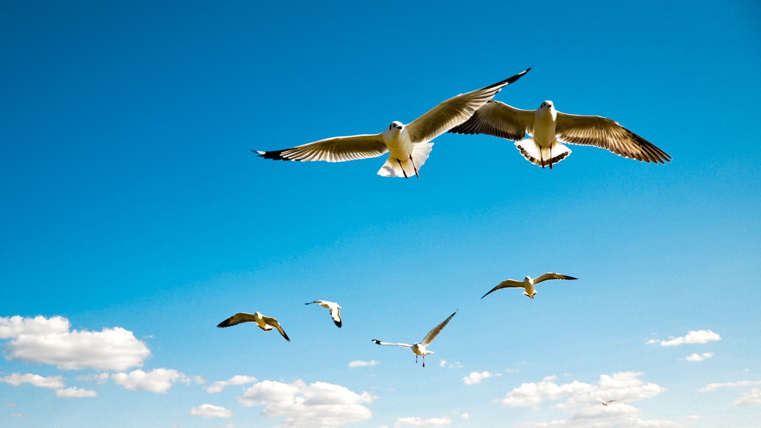 A flock of seagulls flying in a bright blue sky HD Wallpaper