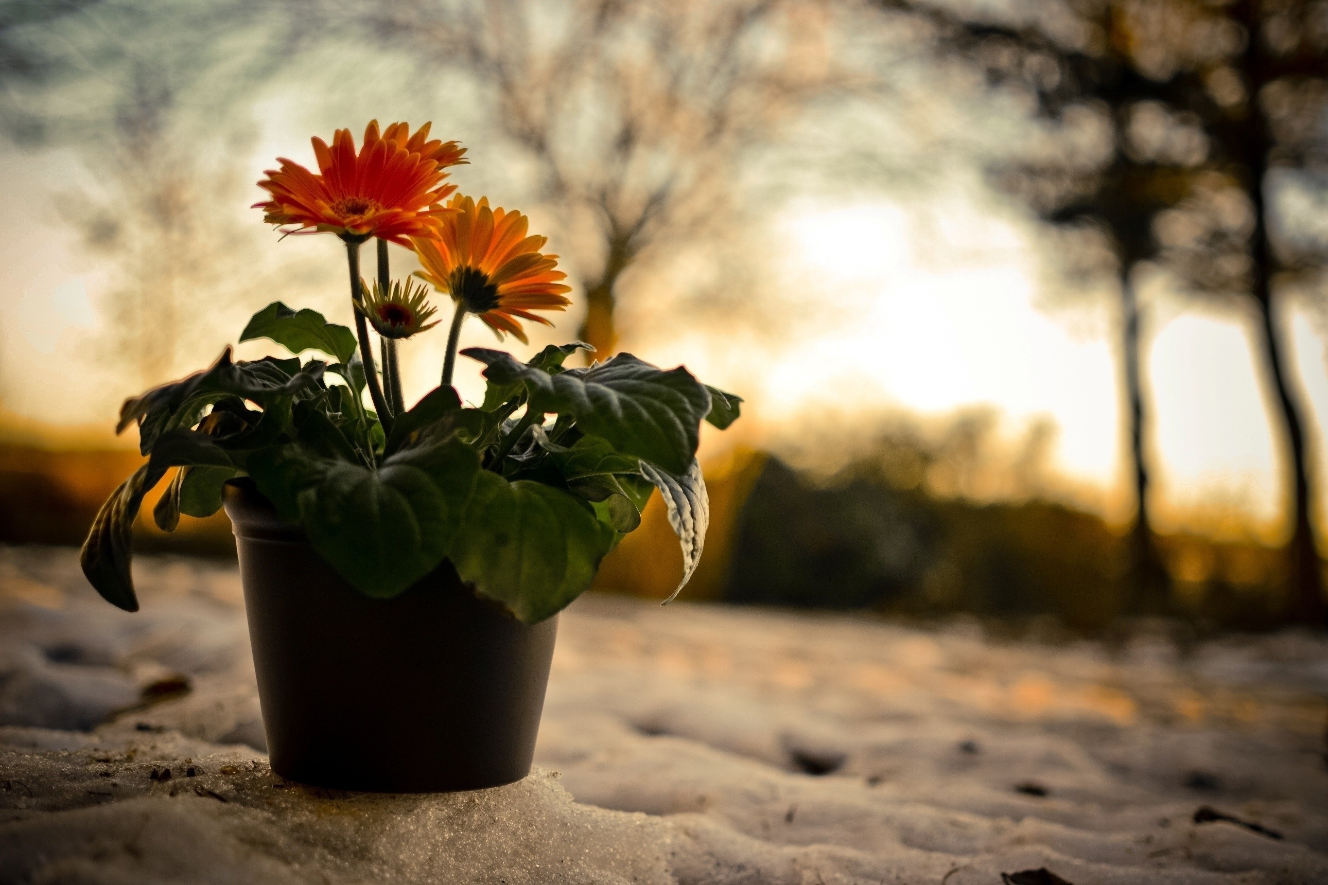 Orange Gerbera Daisies in a Pot on Snow at Sunset HD Wallpaper